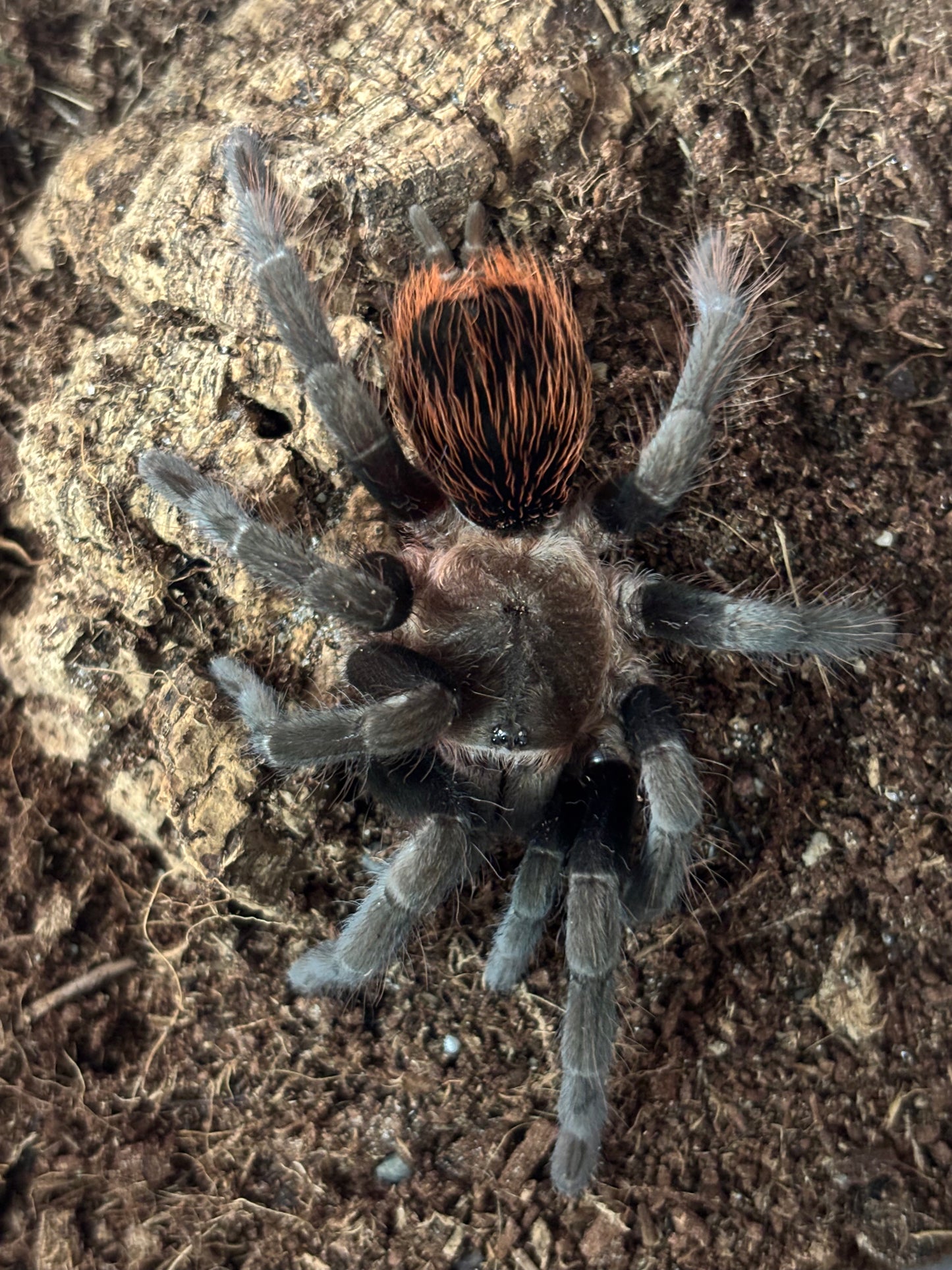Tliltocatl Vagans (Mexican Red Rump)
