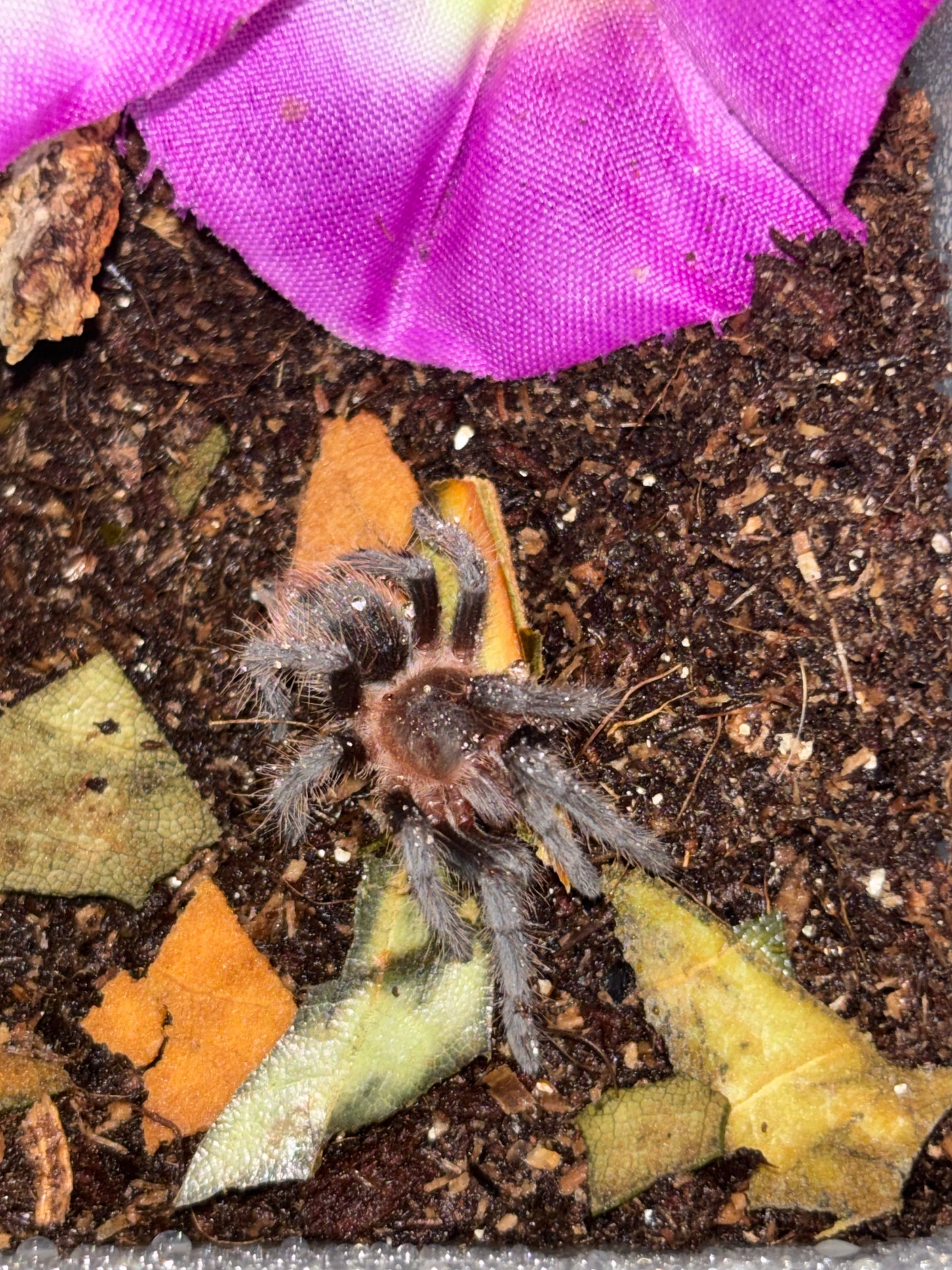 Tliltocatl Kahlenbergi (Veracruz Red-Rump)