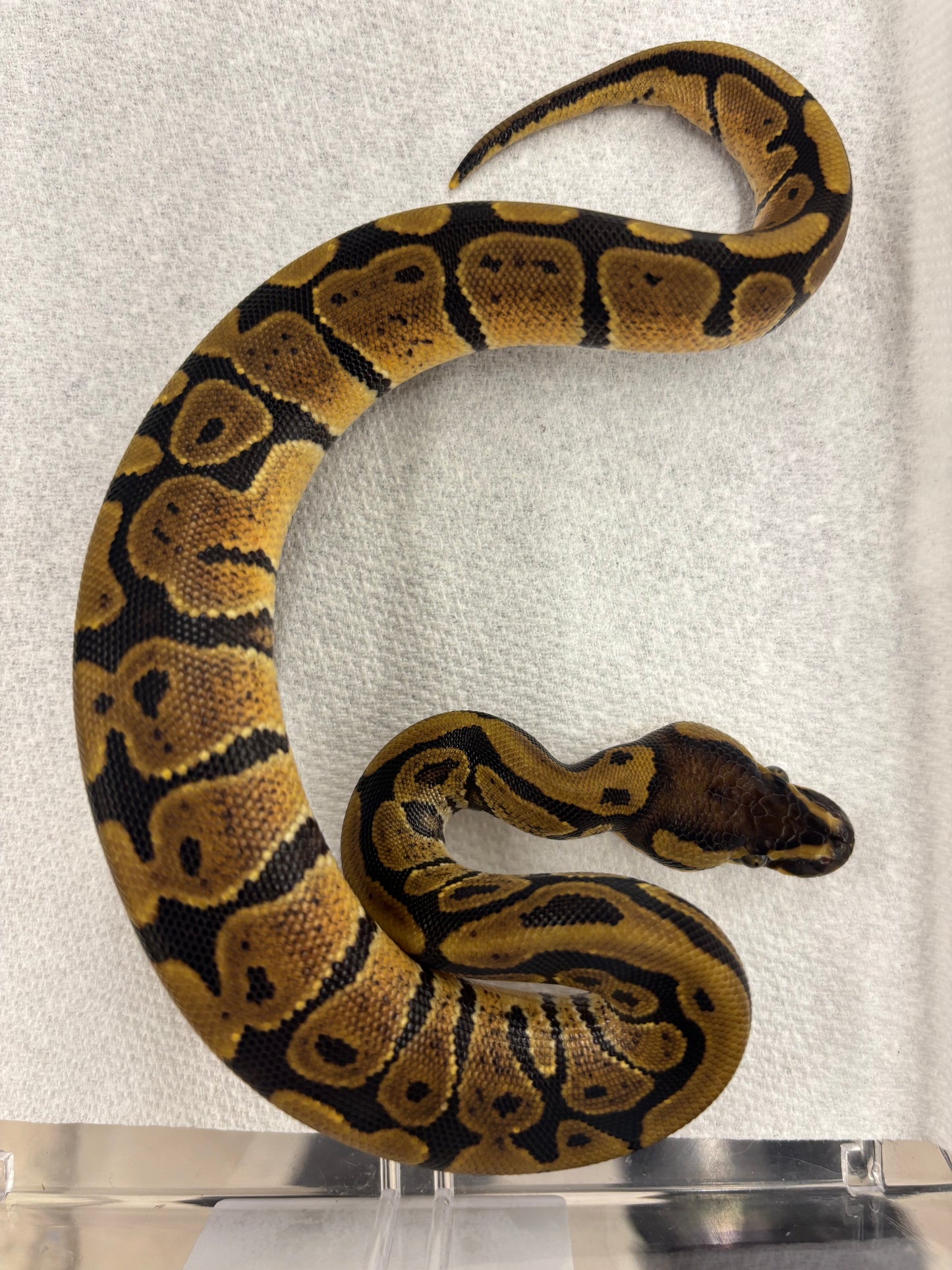 Specter Ball Python