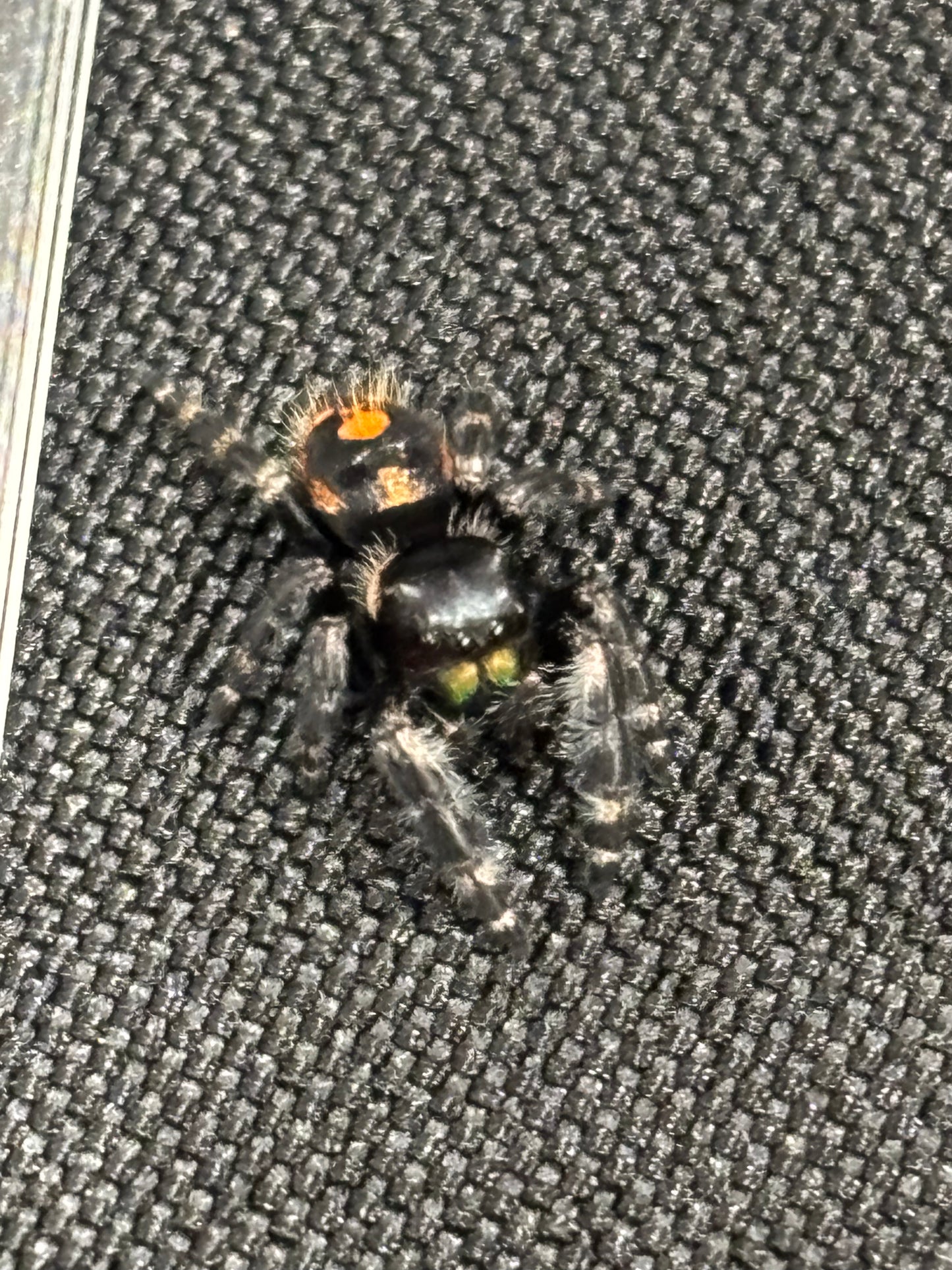 Phidippus Audax (Big Bend Bold Jumping Spider)