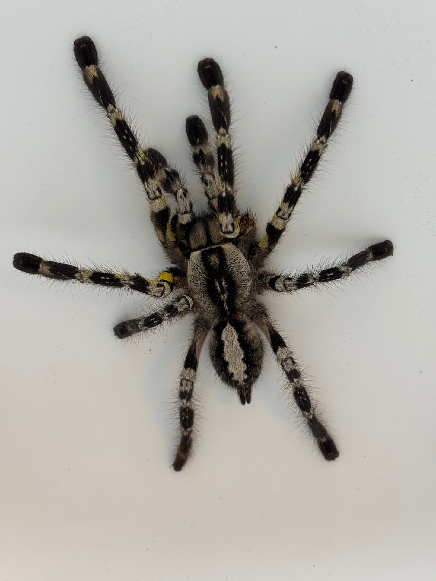 Poecilotheria Regalis (Indian Ornamental)