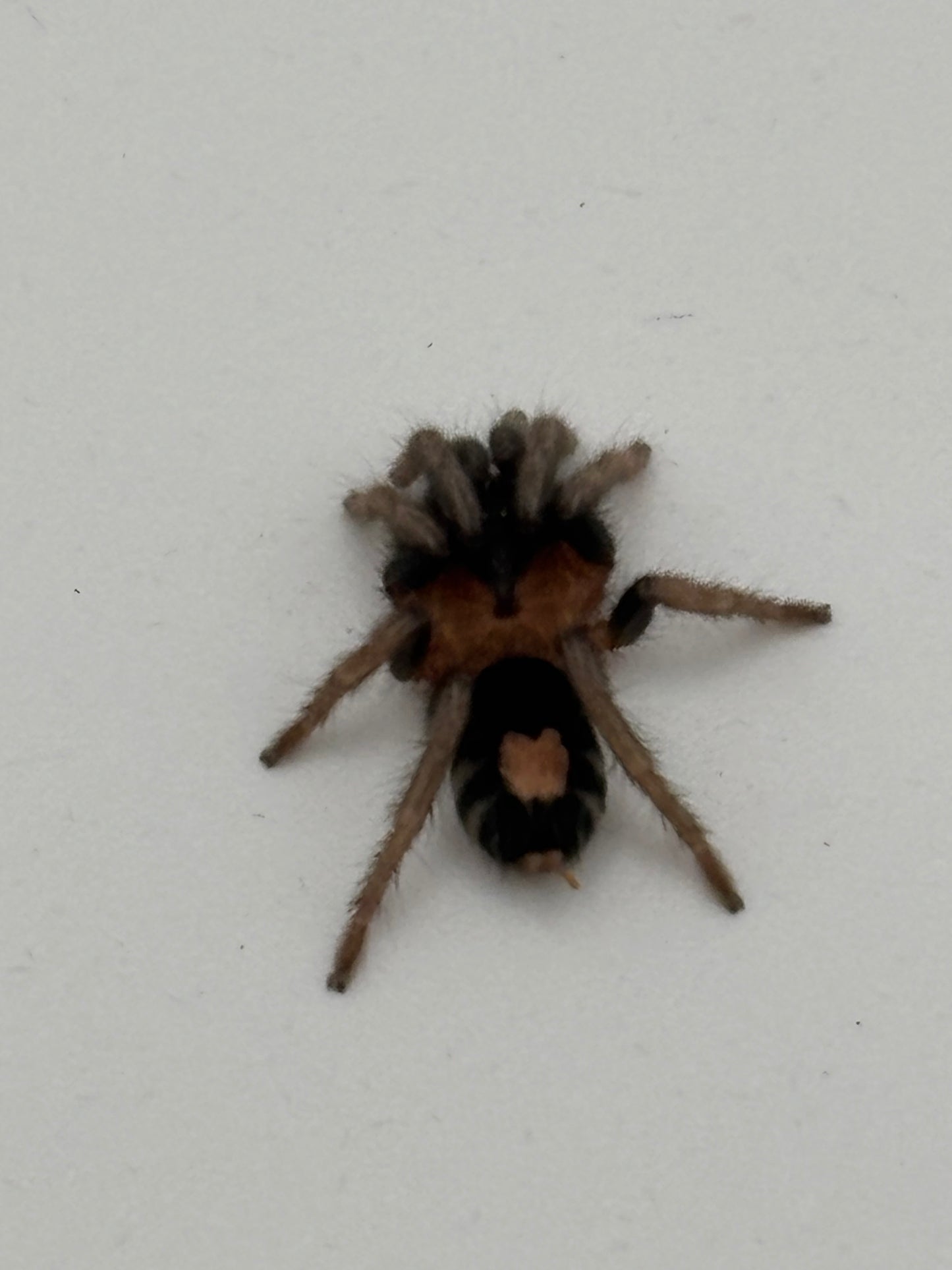 Cyriocosmus Elegans (Trinidad Dwarf) Female