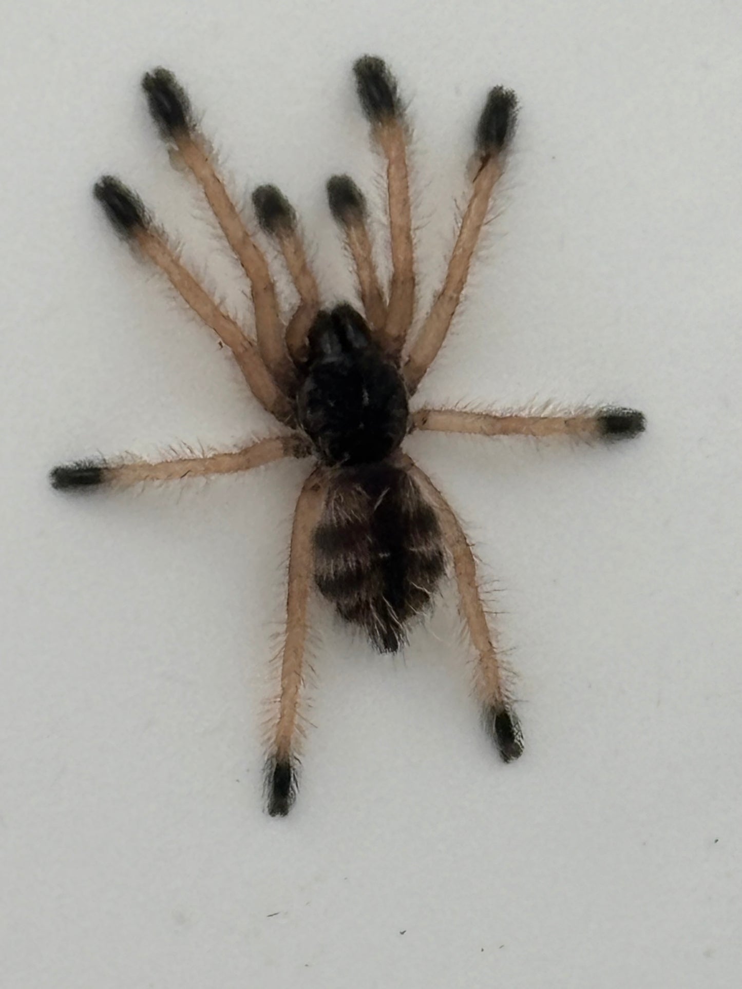 Avicularia sp ‘Pucallpa’ (Mardi Gras Pink Toe)