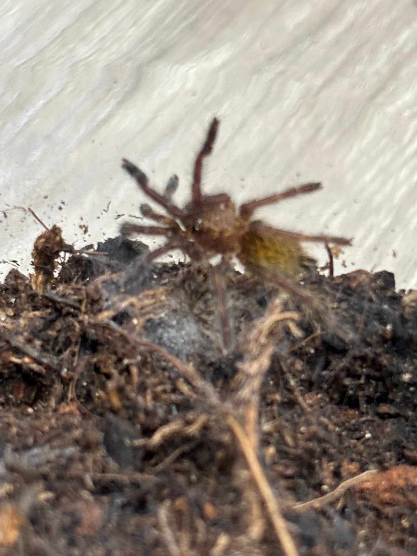 Pterinochilus Murinus (Orange Baboon OBT)