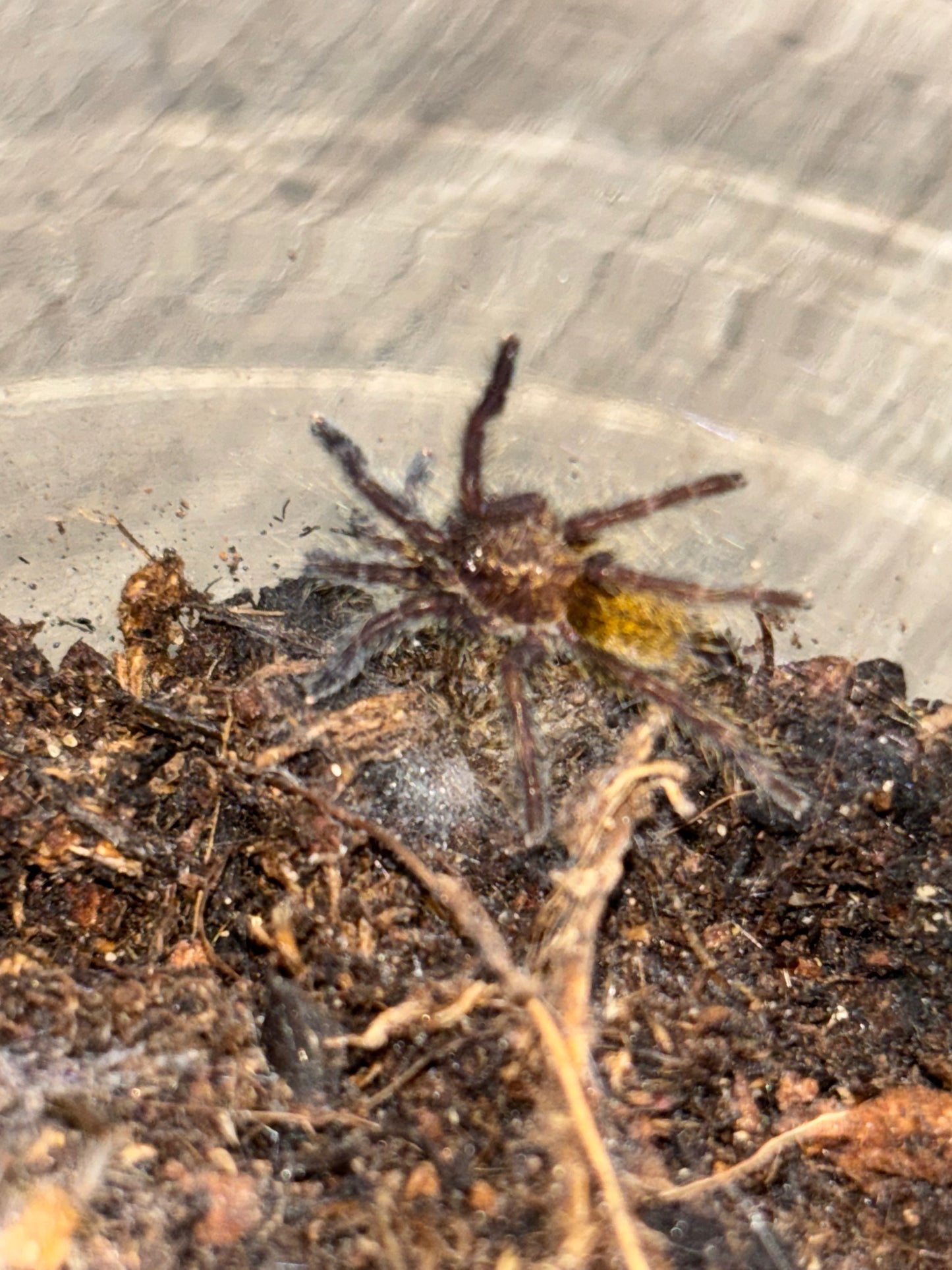 Pterinochilus Murinus (Orange Baboon OBT)