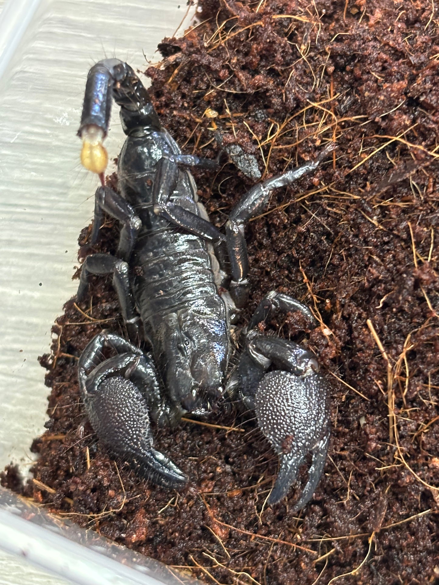 Pandinus Imperator (Emperor Scorpion)