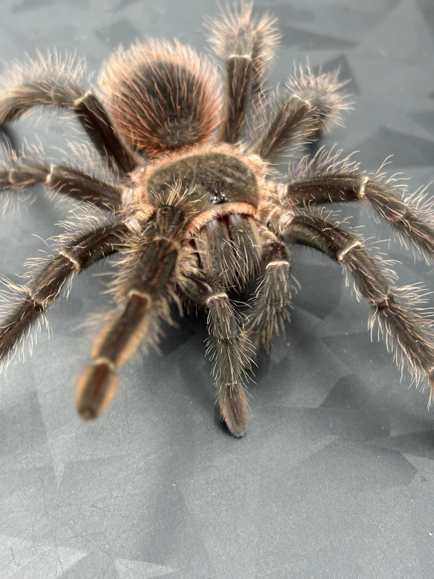 Lasiodora Parahybana (Salmon Pink Birdeater)