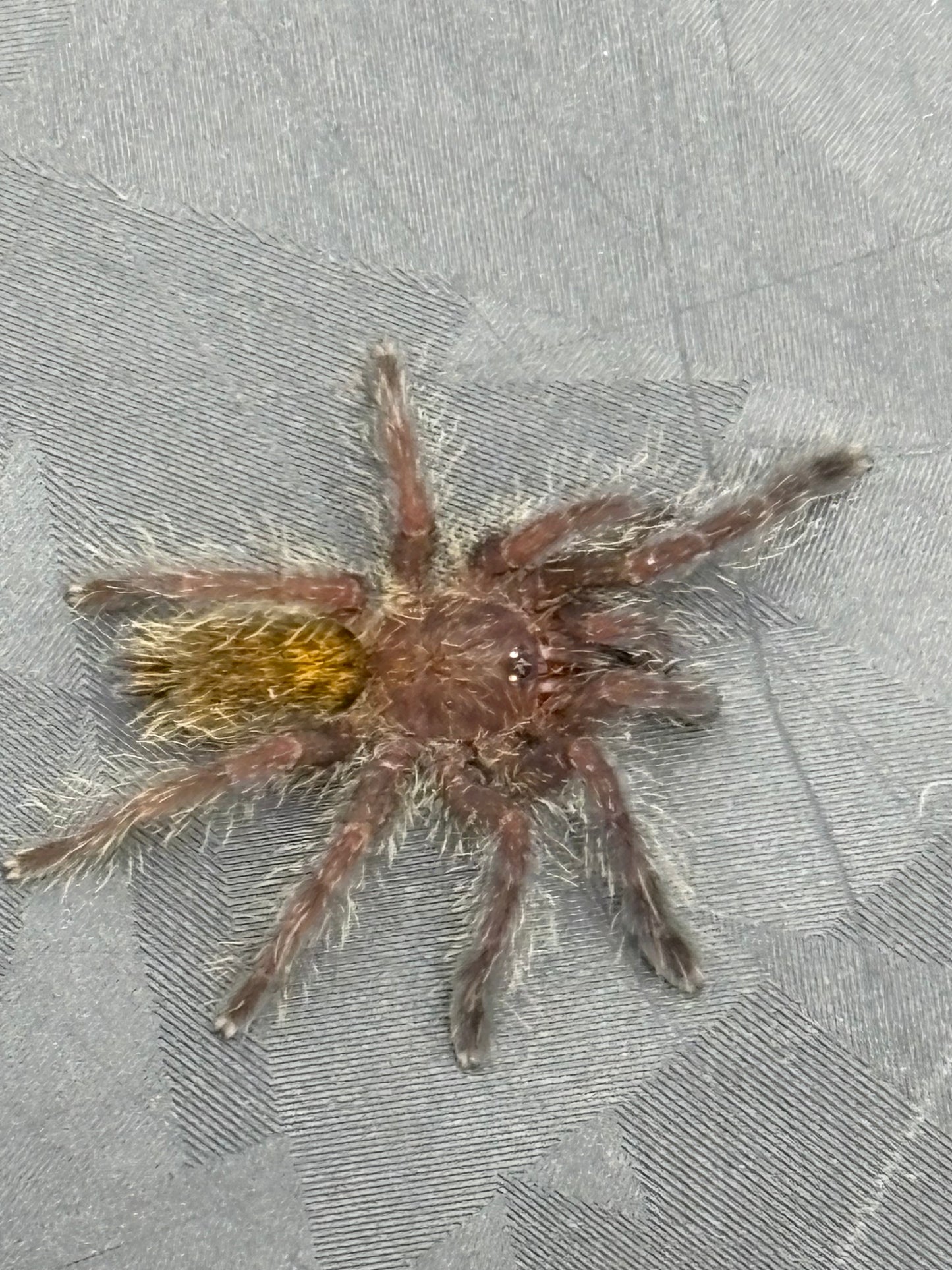 Pterinochilus Murinus 'Mikumi' DCF (Mikumi Baboon)