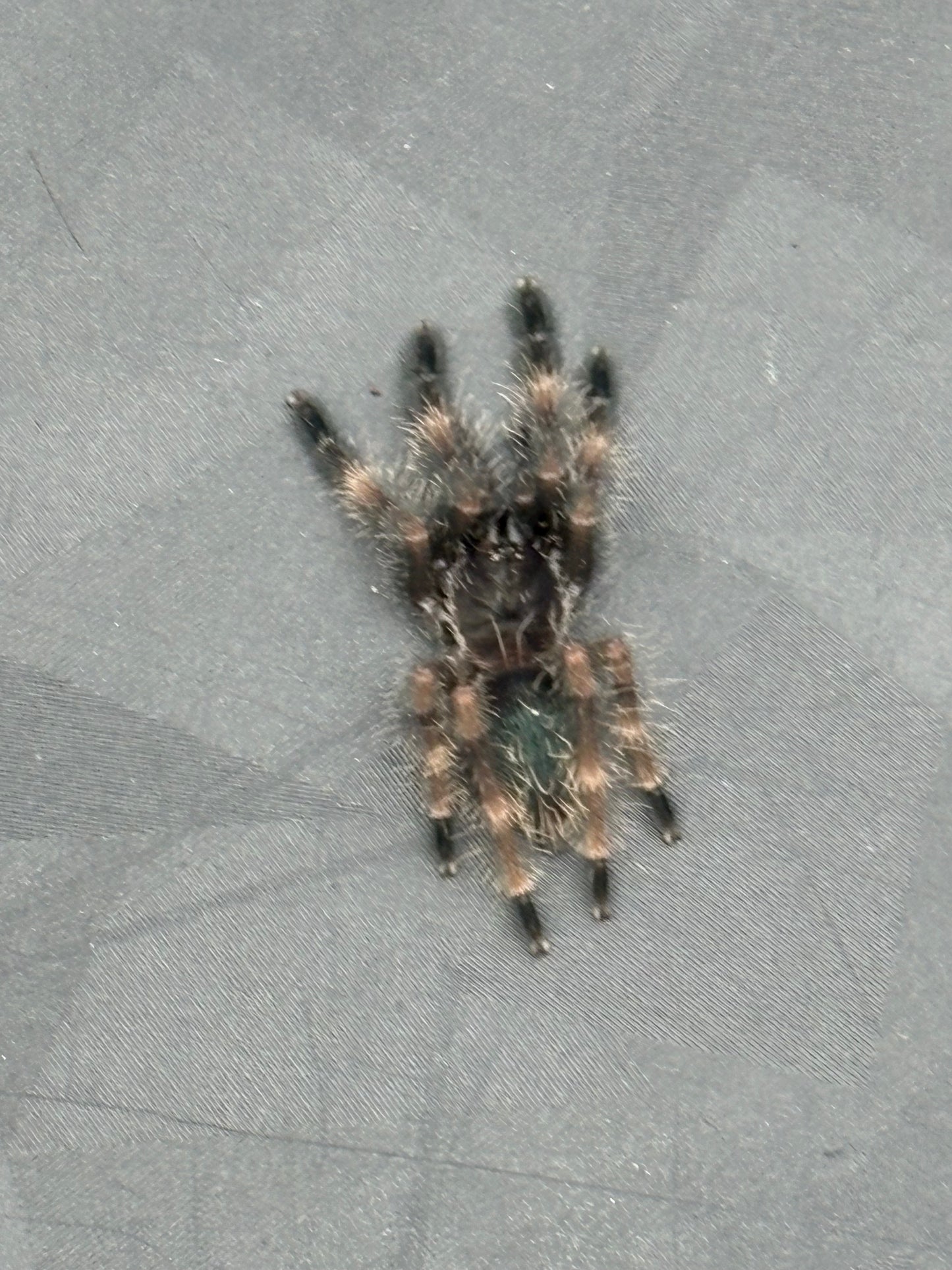 Psalmopoeus Victori (Darth Maul)