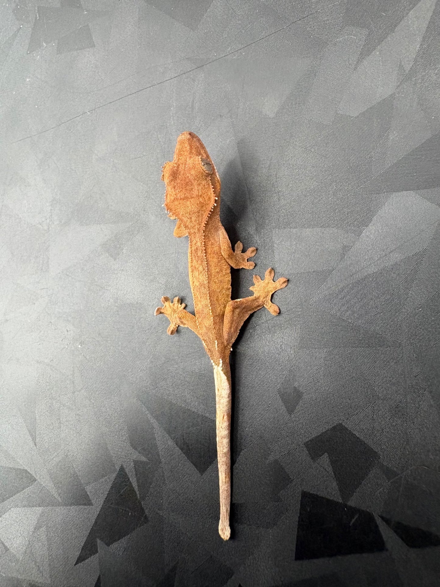 Crested Gecko