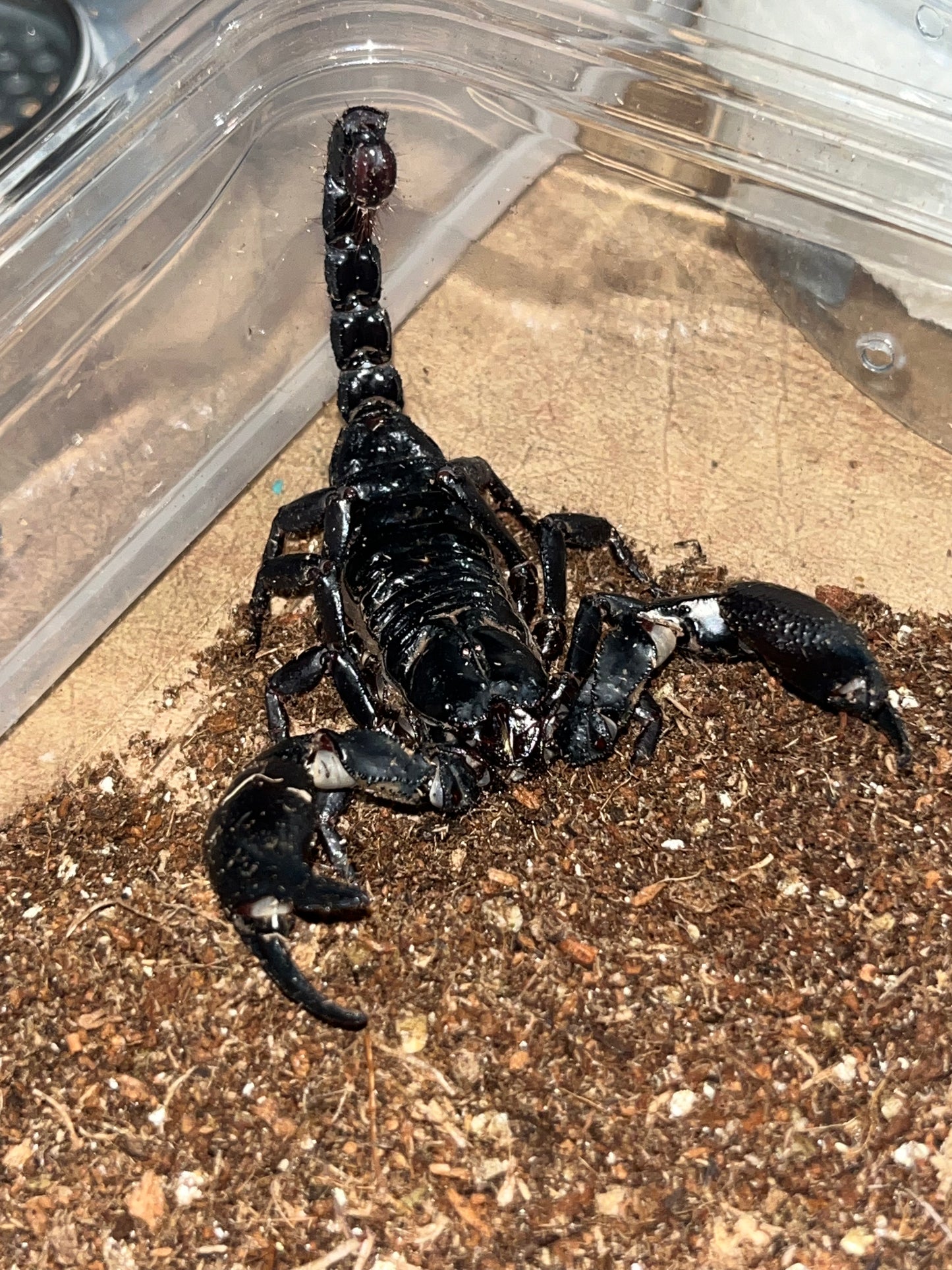 Heterometrus Silenus (Asian Forest Scorpion)