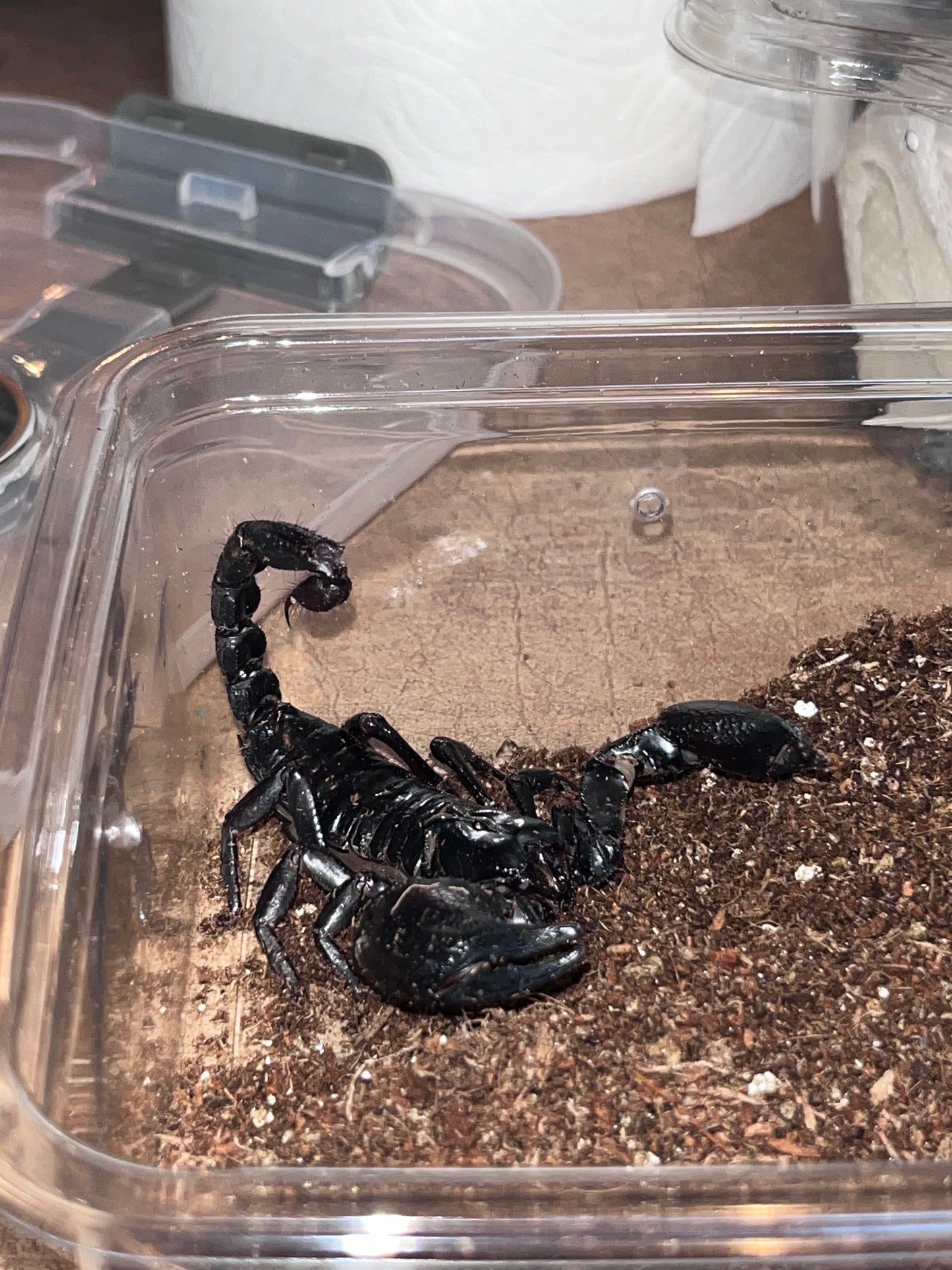Heterometrus Silenus (Asian Forest Scorpion)