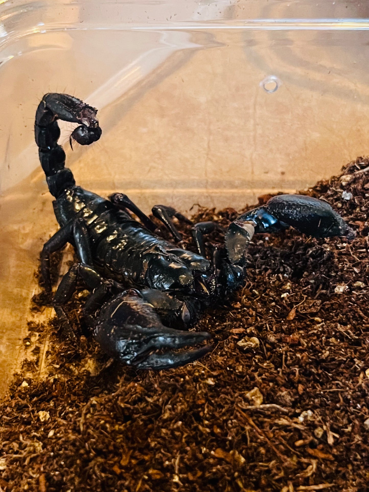 Heterometrus Silenus (Asian Forest Scorpion)