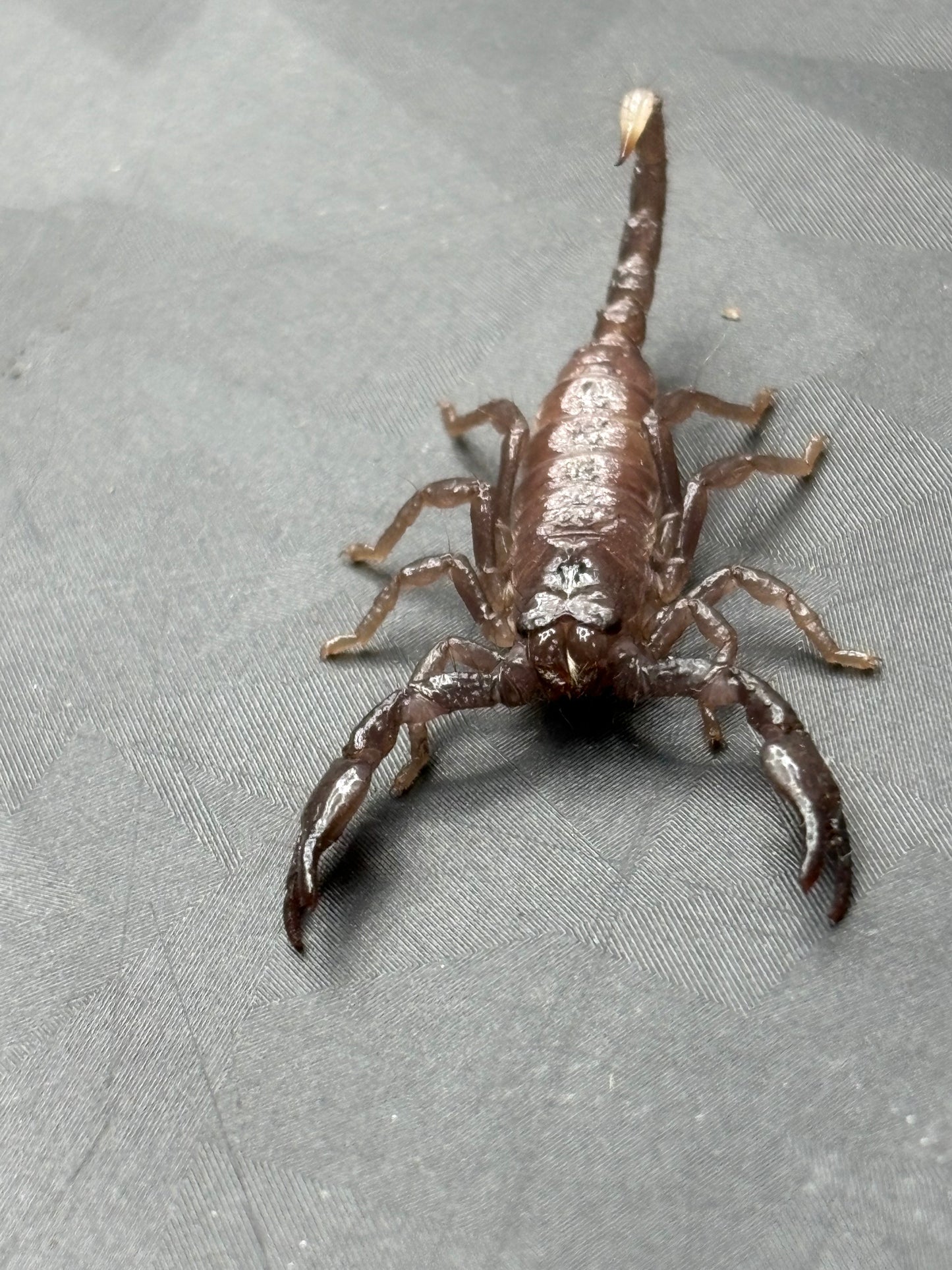 Pandinus Imperator (Emperor Scorpion)