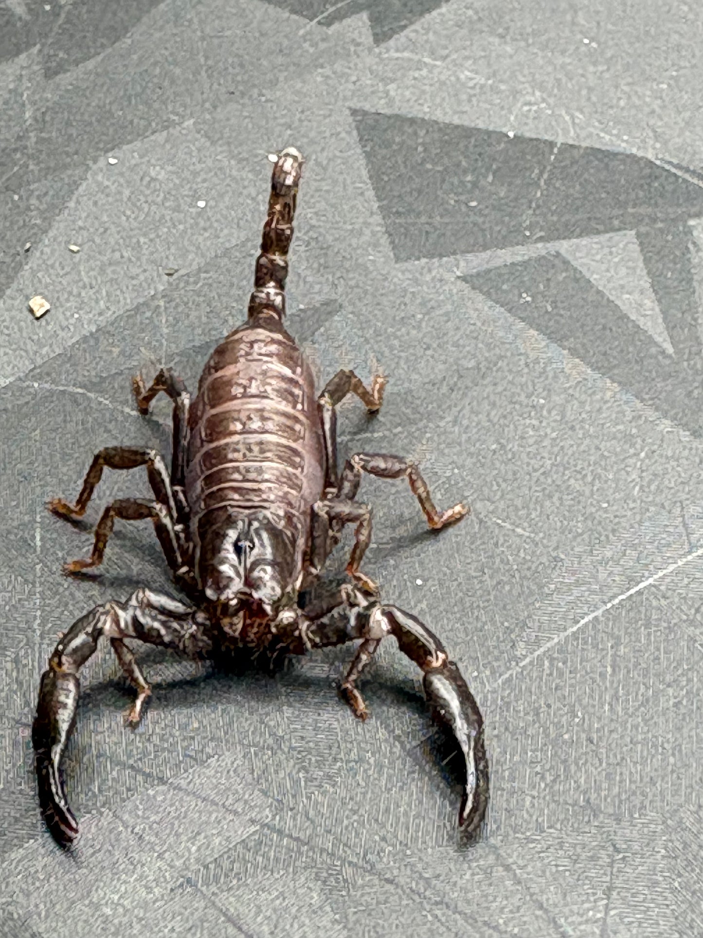 Javanimetrus Cyaneus (Asian Blue Forest Scorpion)