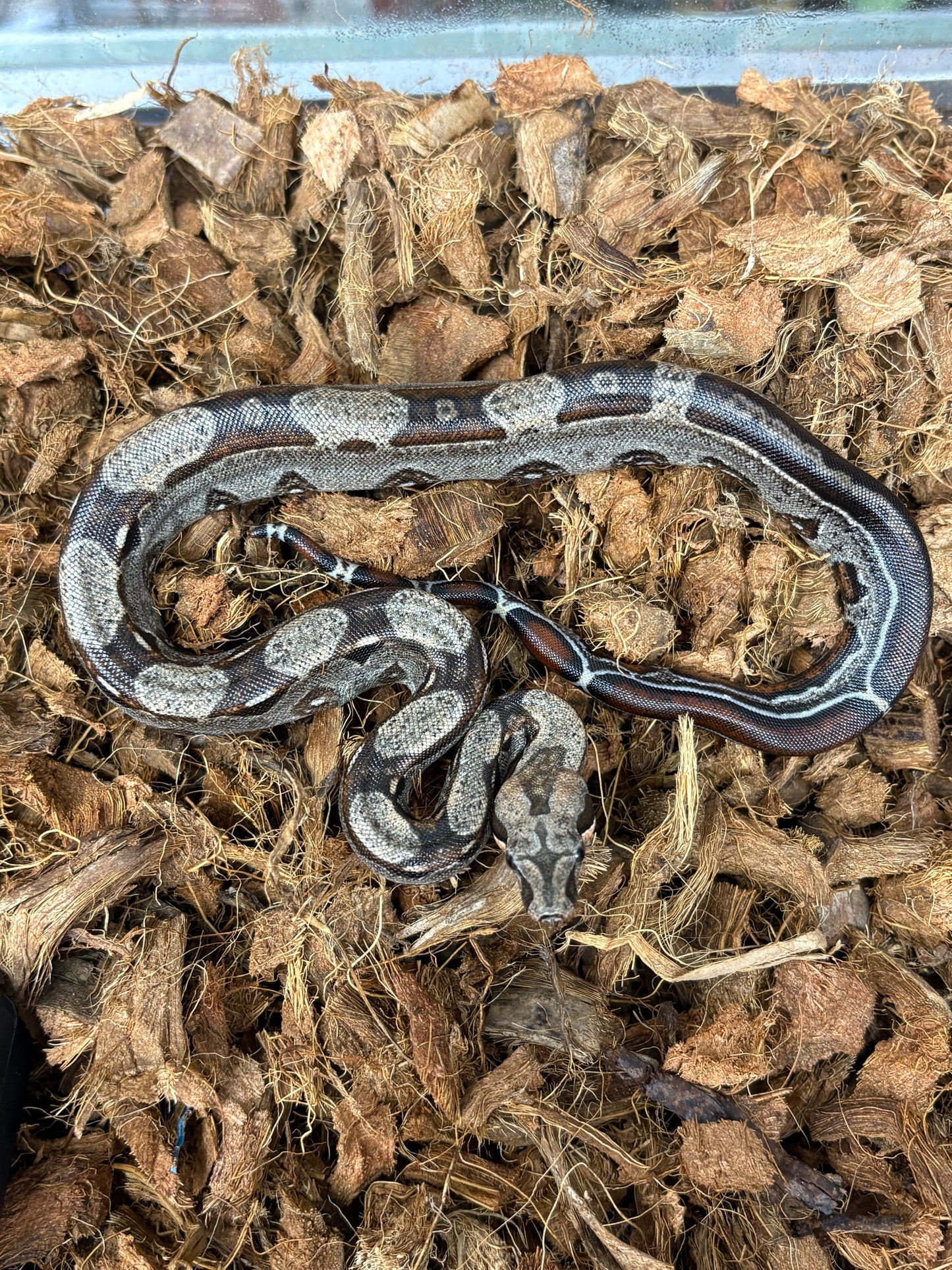 BCI Boa