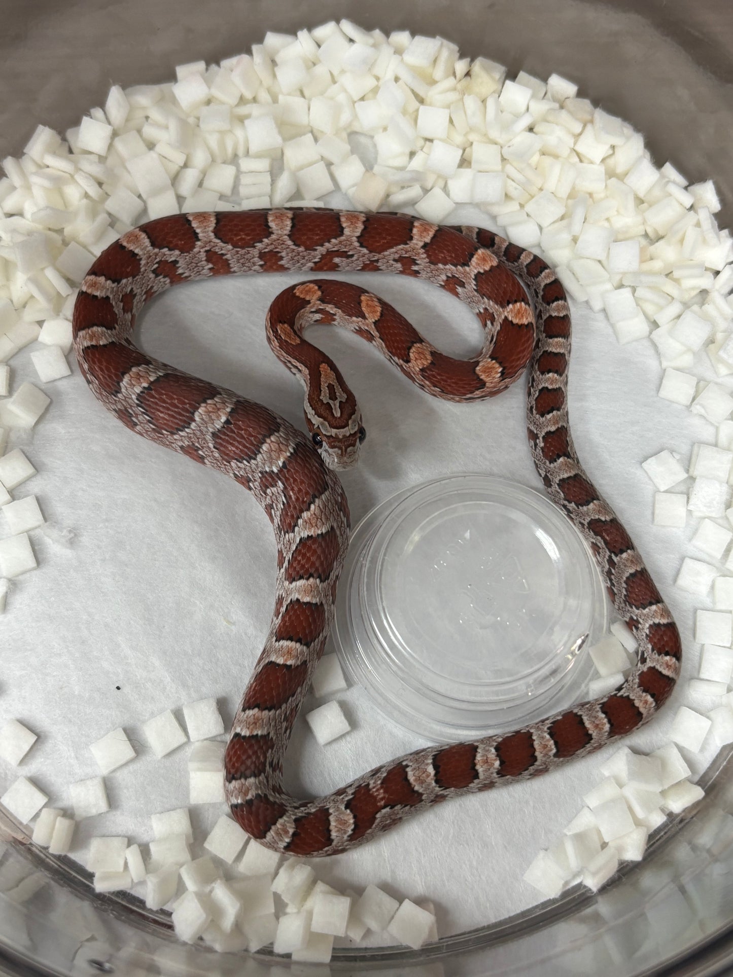 Classic Corn Snake Female
