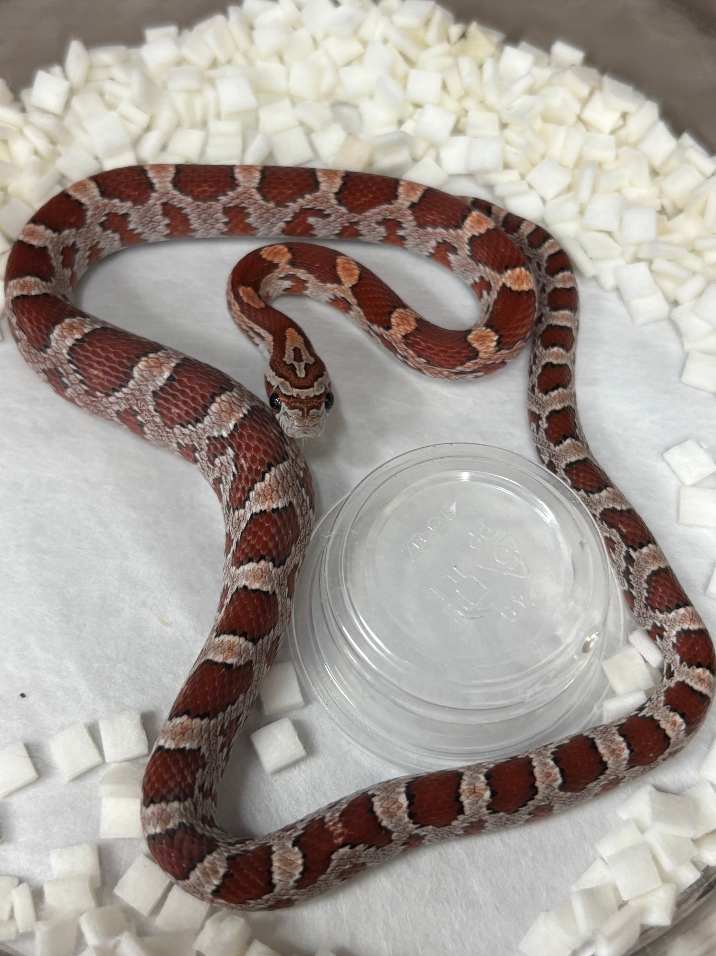 Classic Corn Snake Female