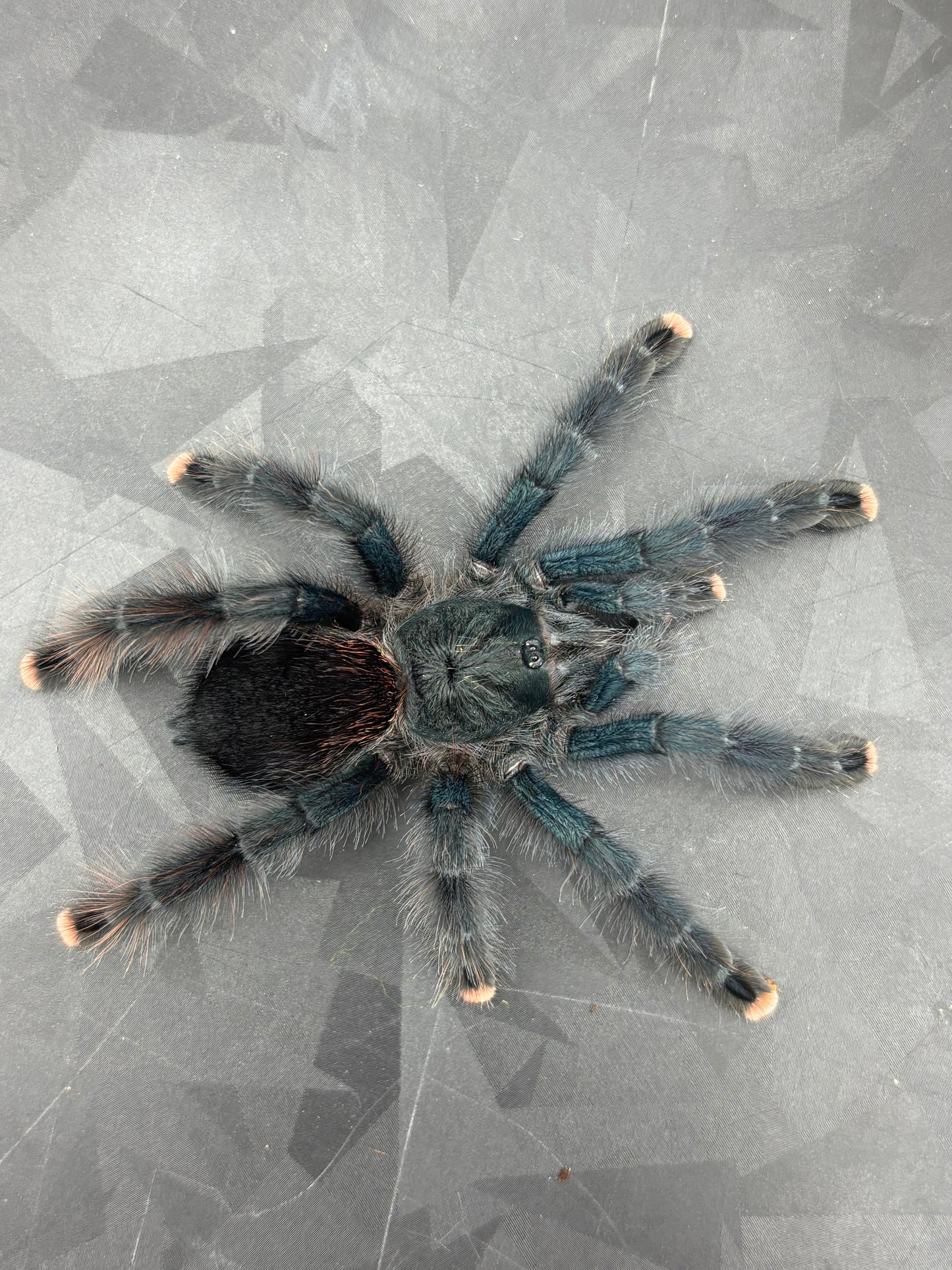 Avicularia Avicularia (Guyana Pink Toe)