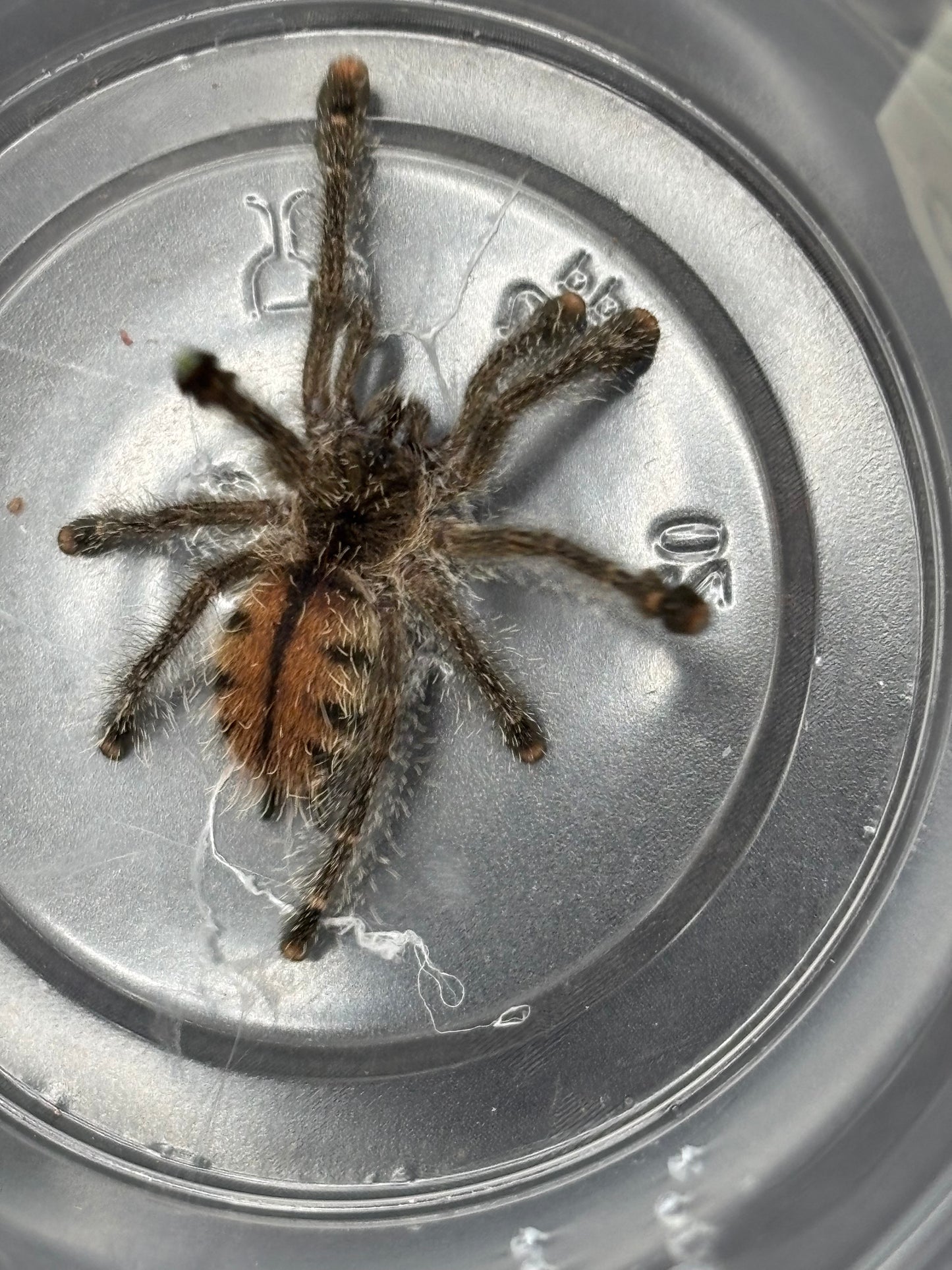 Avicularia Huriana (Ecuadorian Wolly Pink Toe)
