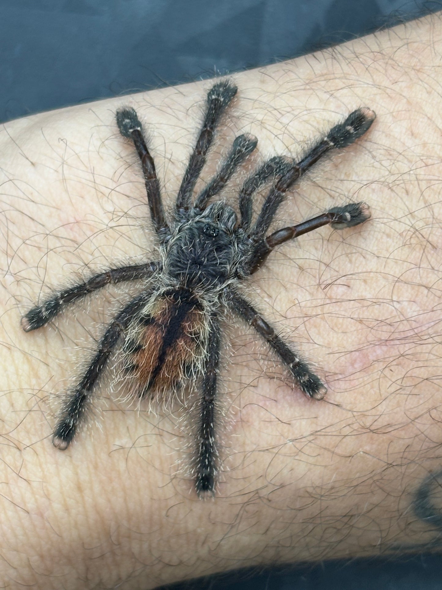 Avicularia Jurunesis M1 (Urticans Green Pink Toe)