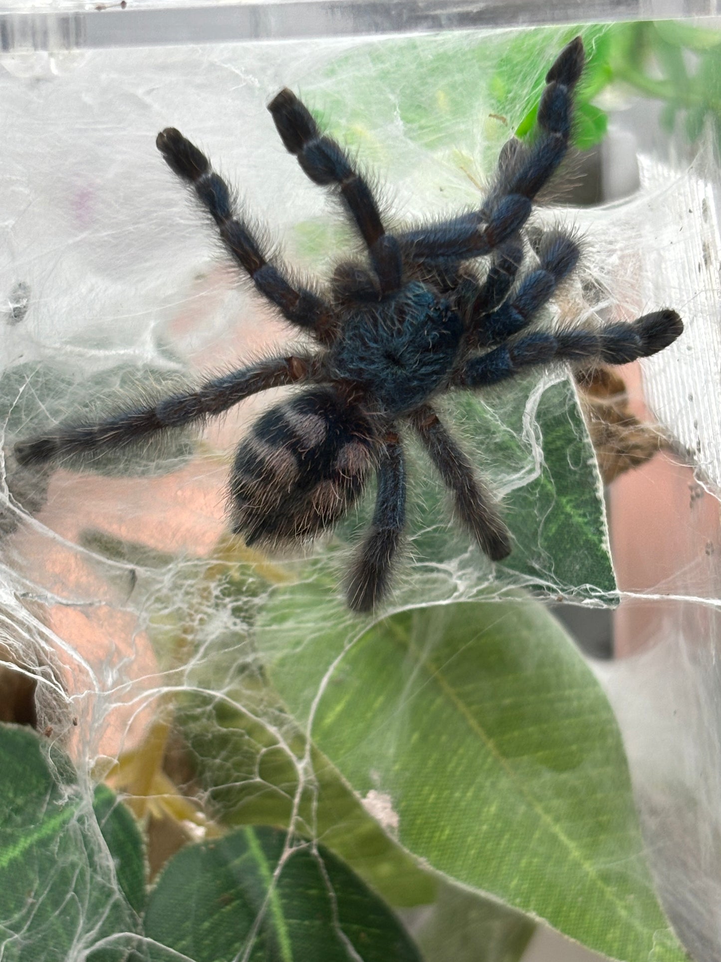 Caribena Versicolor (Antilles Pinktoe)