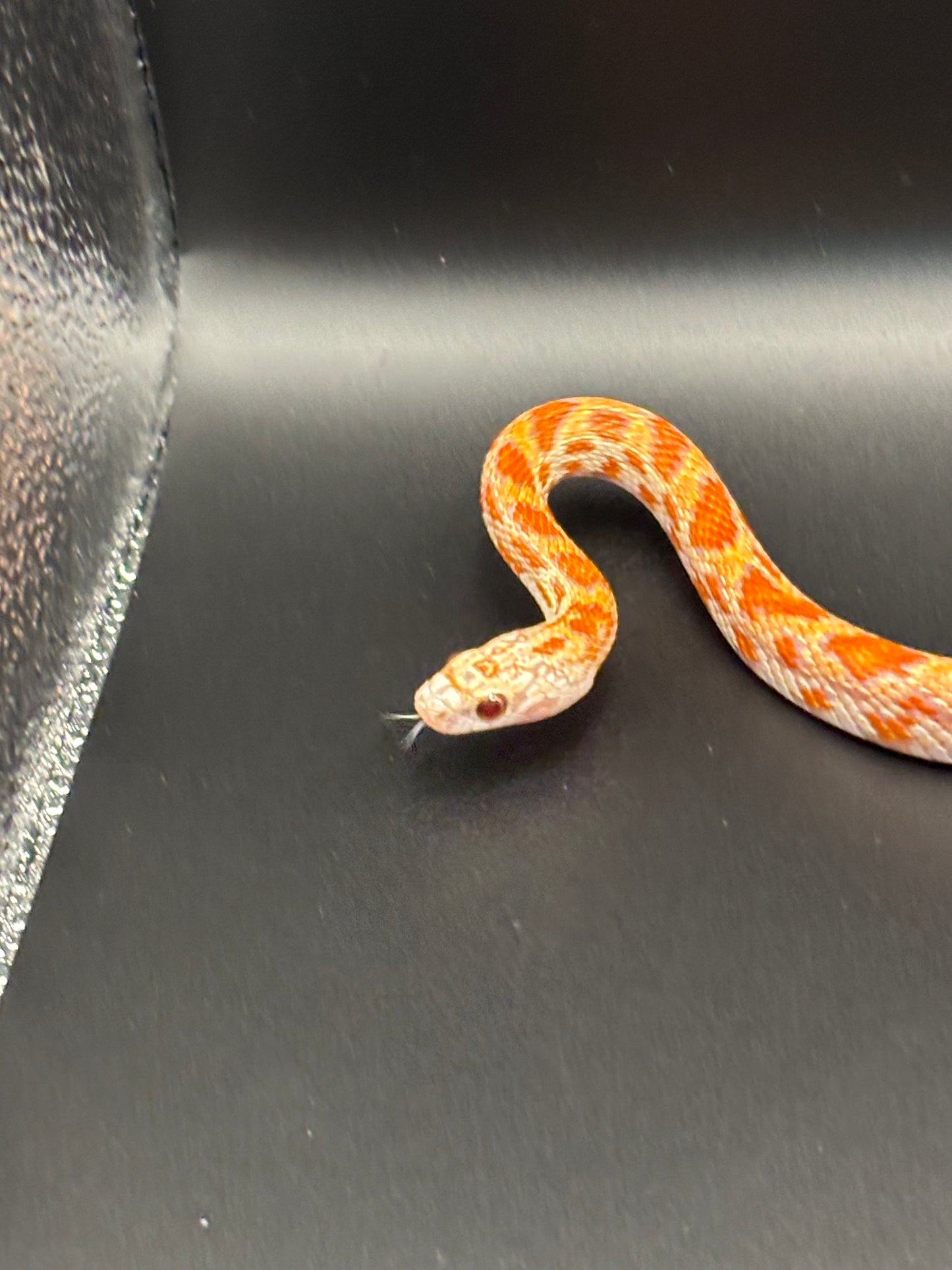 1.0 Ultramel Sunkissed