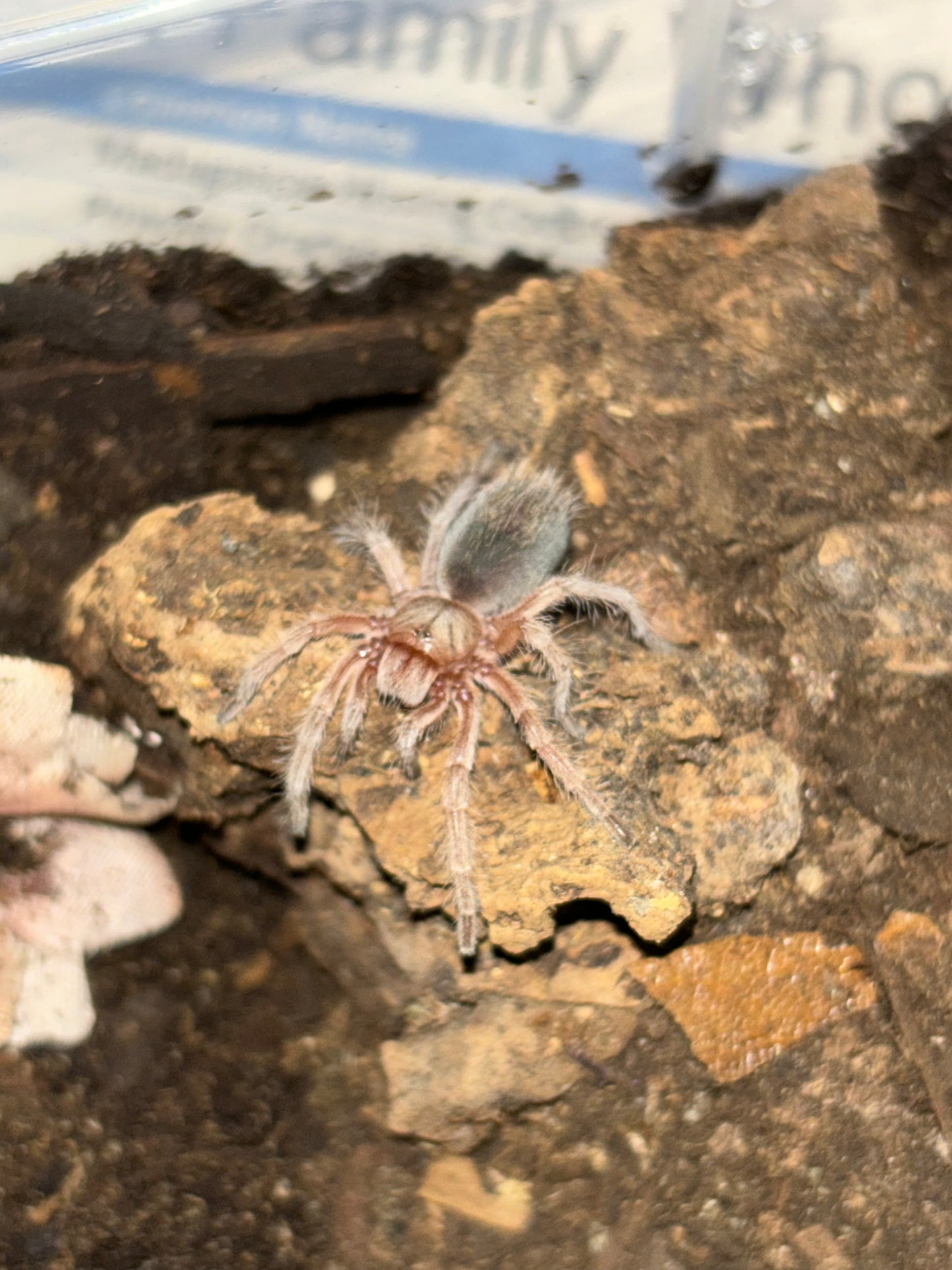 Grammostola Rosea (Chilean Rose Hair) RCF