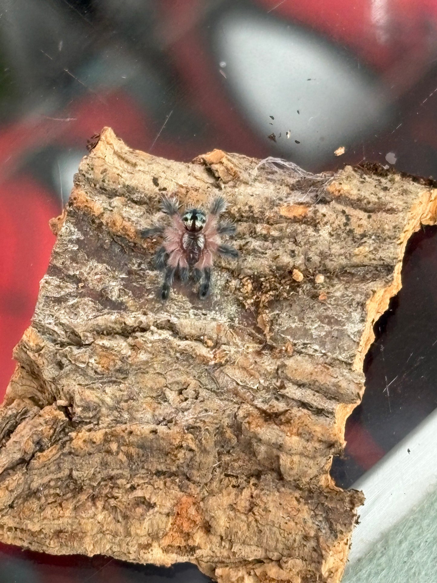 Typhoclaena Seladonia (Brazilian Jewel)
