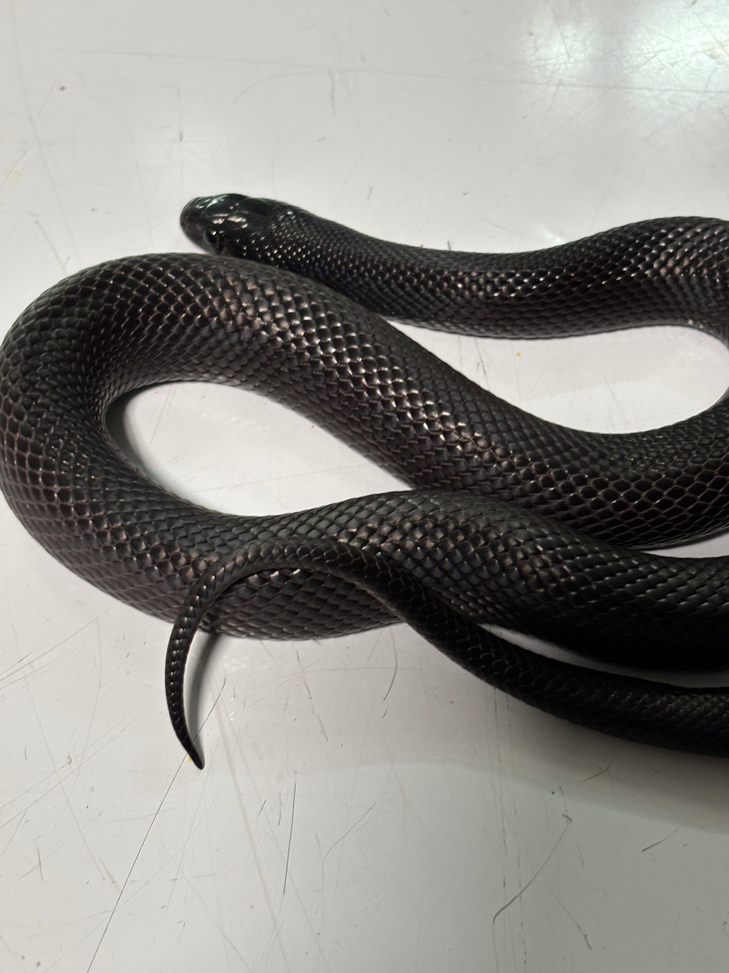 Mexican Black King Snake Female