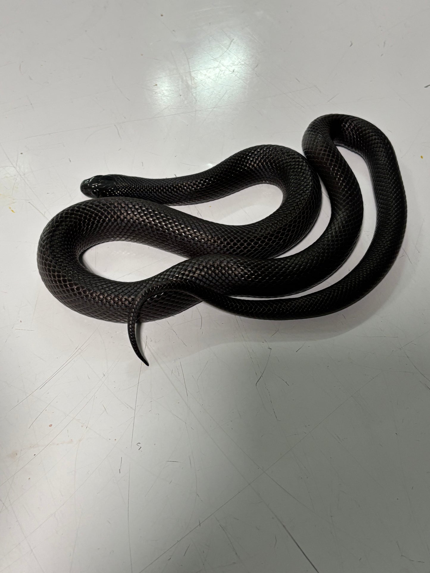 Mexican Black King Snake Female