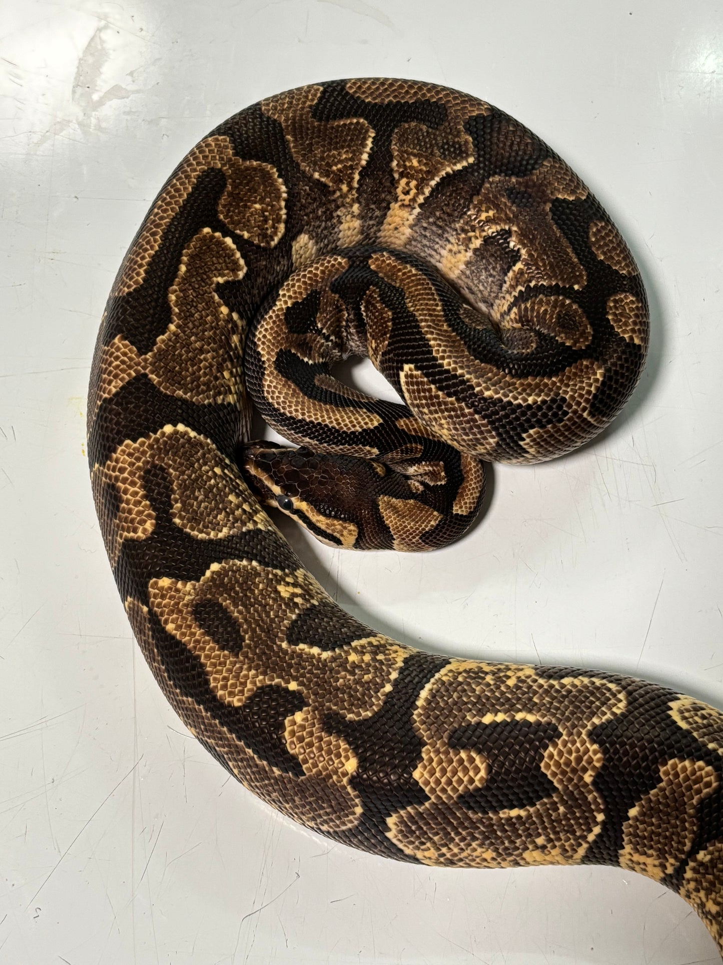 Enchi Bling Female