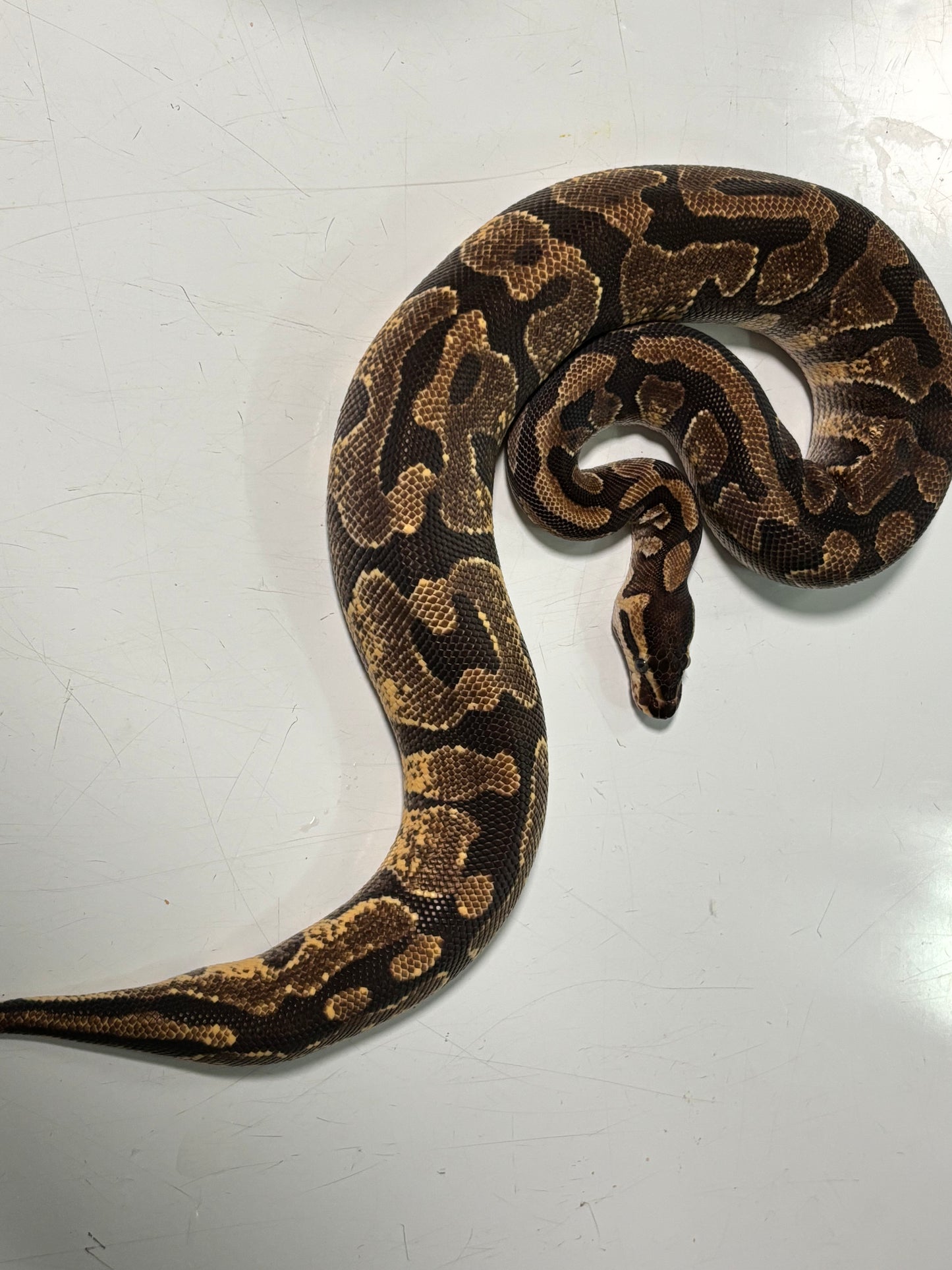 Enchi Bling Female