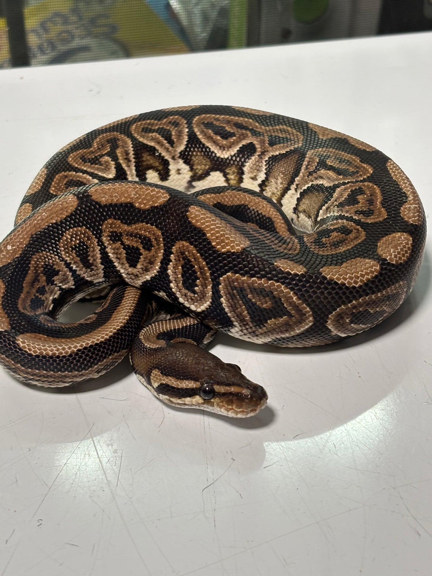 Black Pastel Het Albino Female