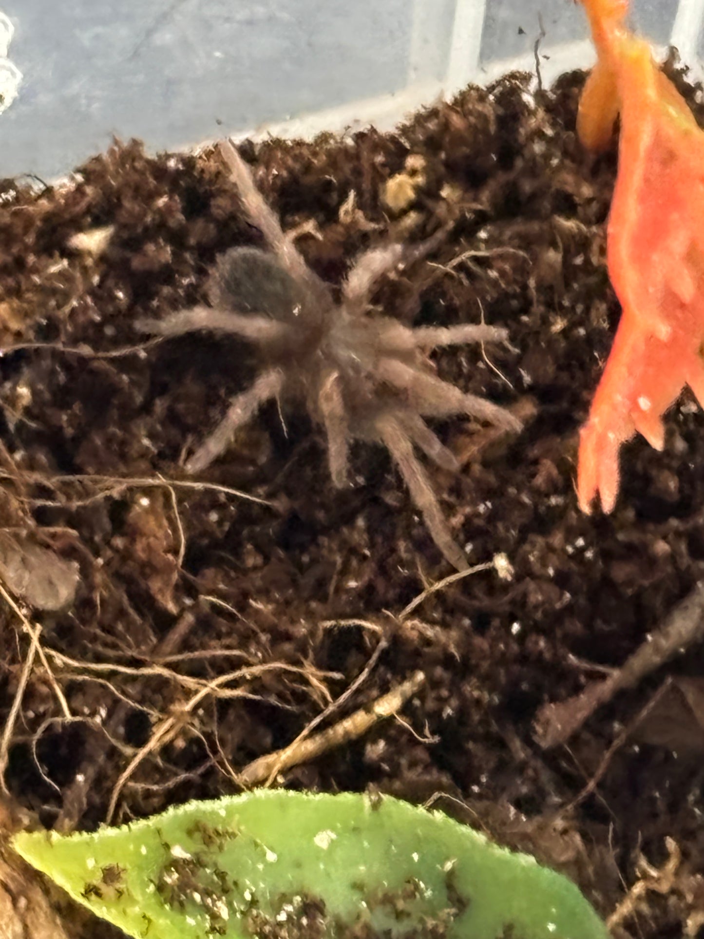Cyclosternum Schmardae (Yellow-Banded Birdeater)