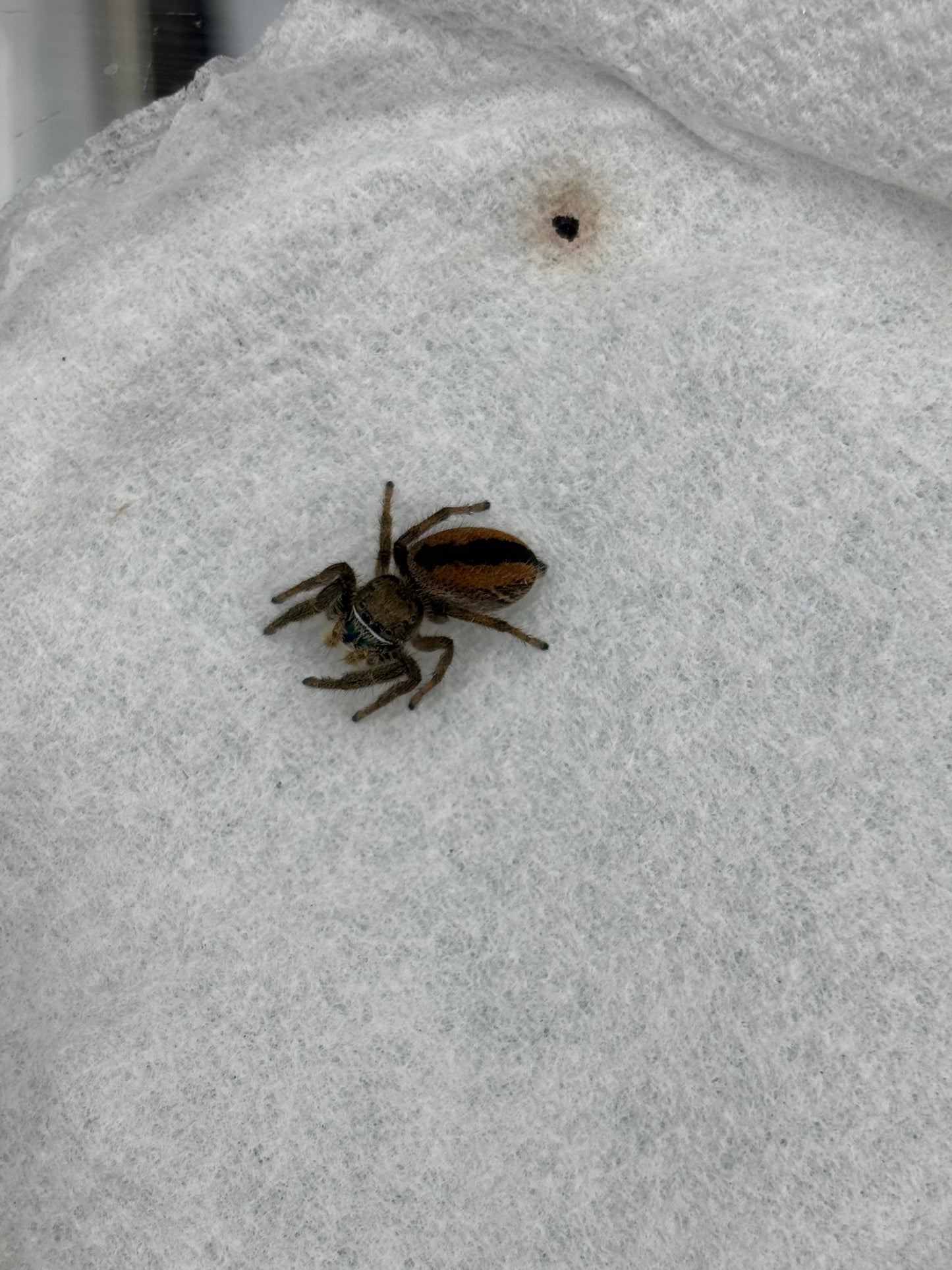 Phiddipus Ardens (Desert Red Jumping Spider)