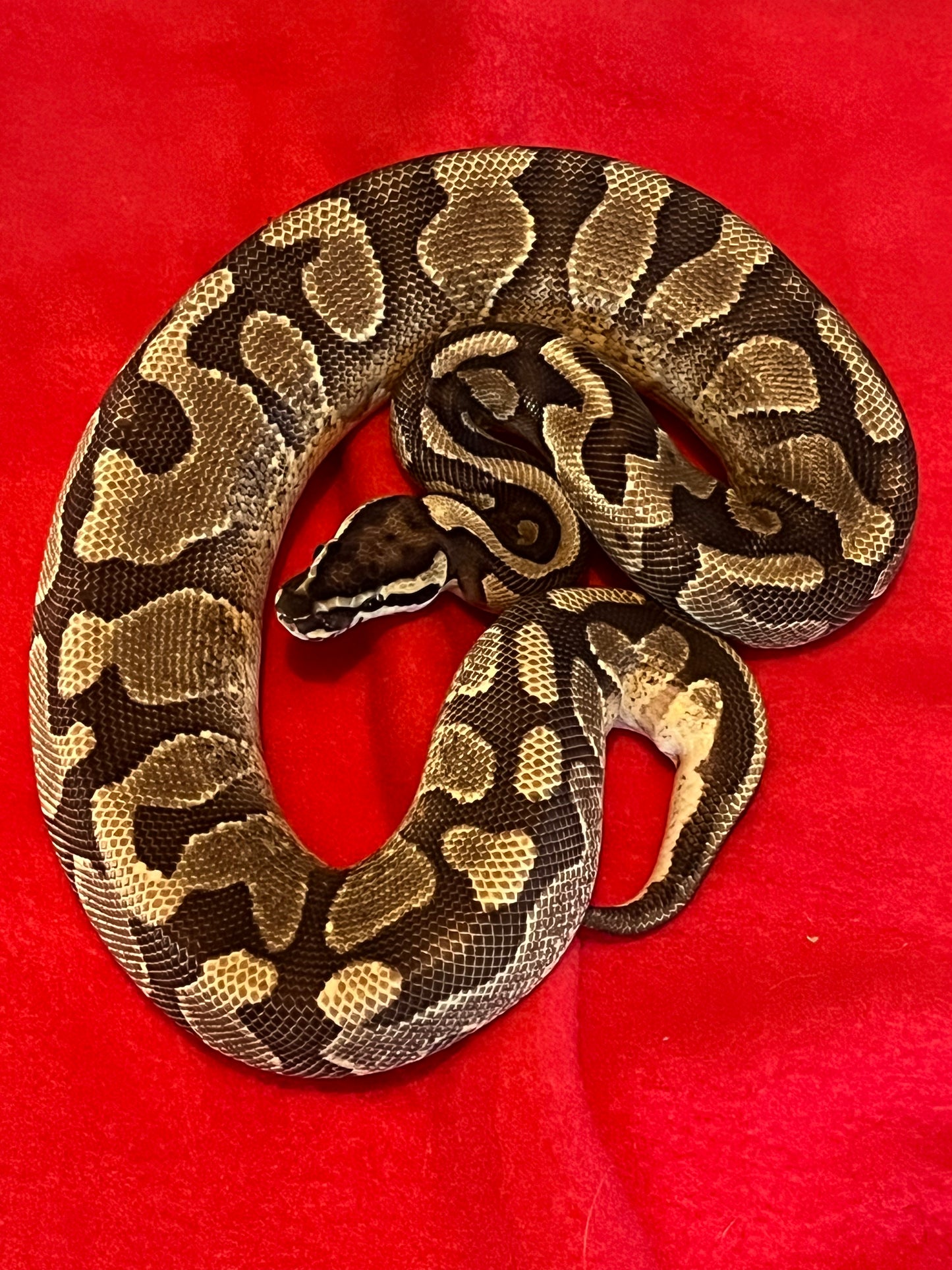 Enchi Yellow Belly Arroyo (Male)