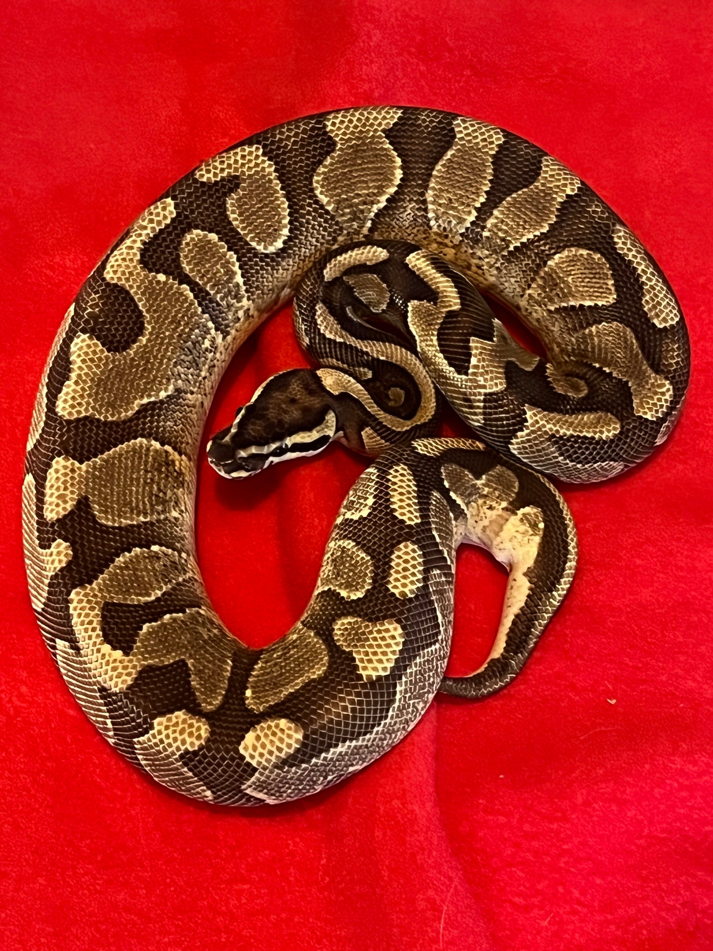 Enchi Yellow Belly Arroyo (Male)
