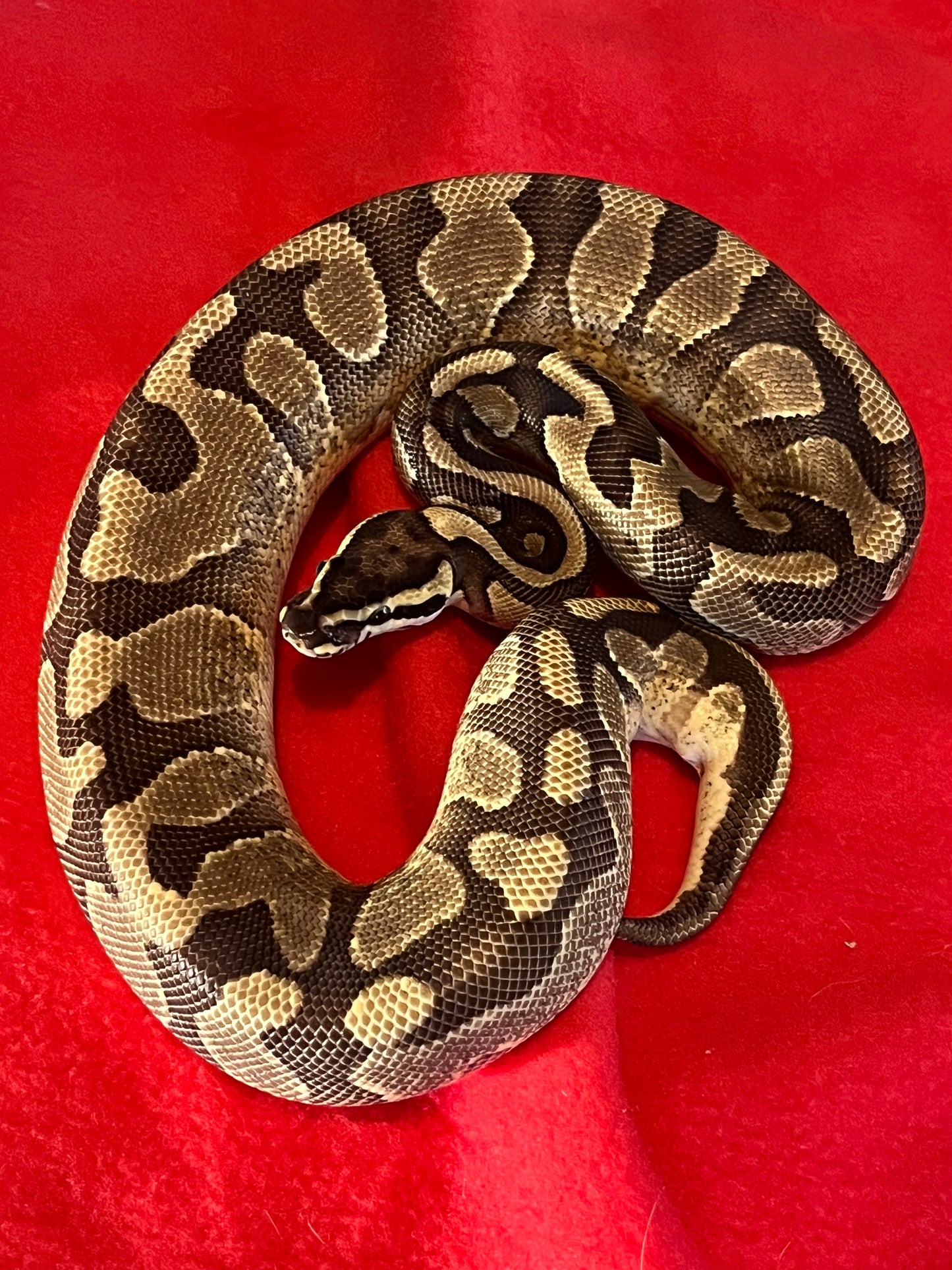 Enchi Yellow Belly Arroyo (Male)