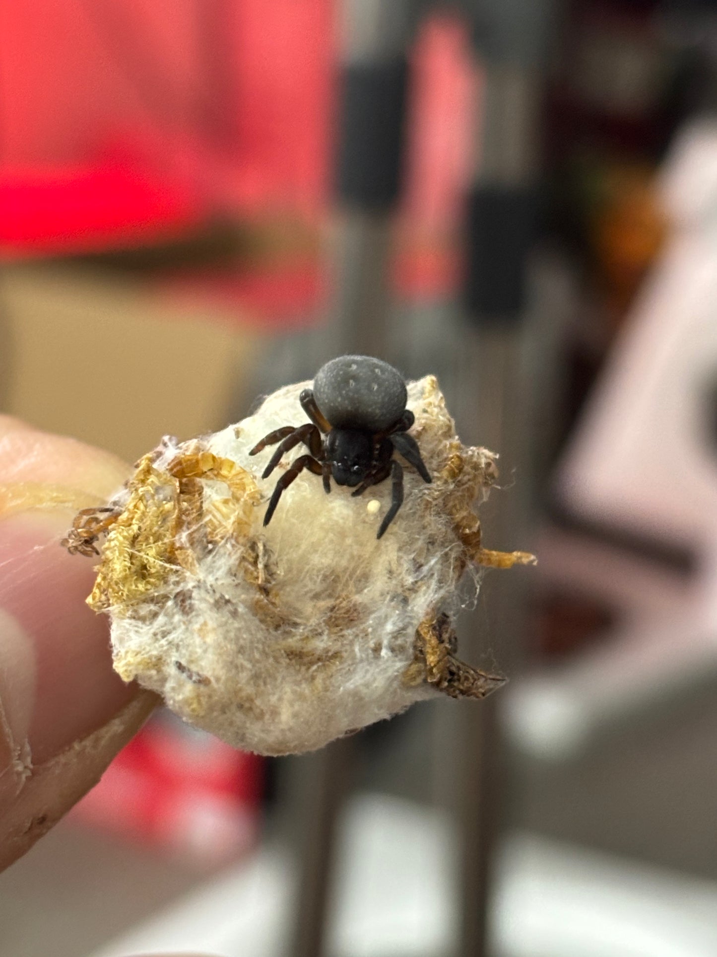Gandanameno Echinata (Namibian Velvet Spider)