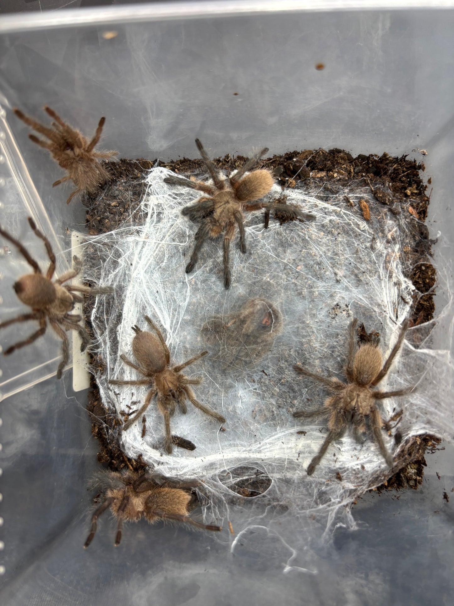 Monocentropus Balfouri (Socotra Island Blue Baboon) Communal x3