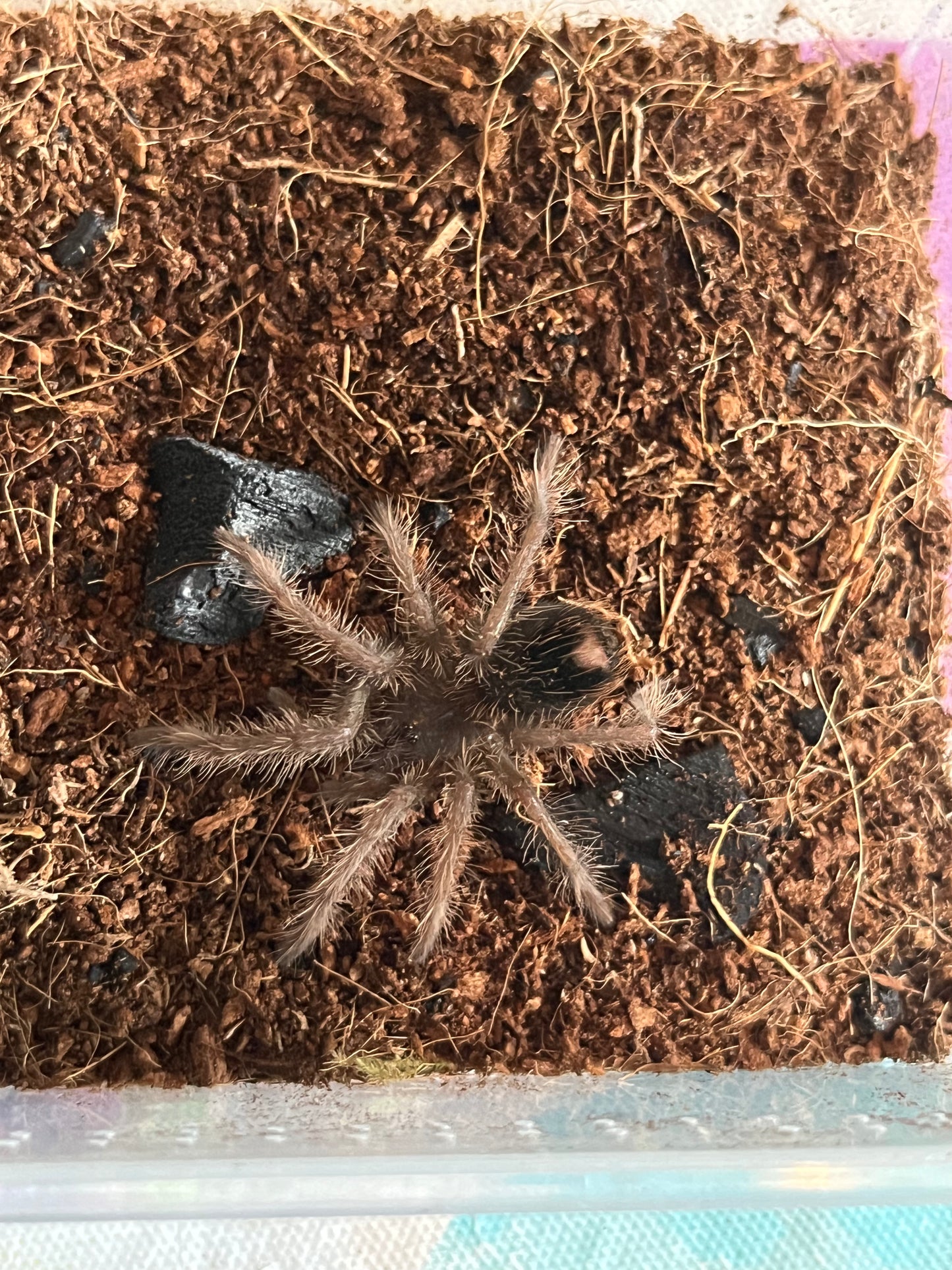 Xenesthis Intermedia (Amazon Blue Bloom)