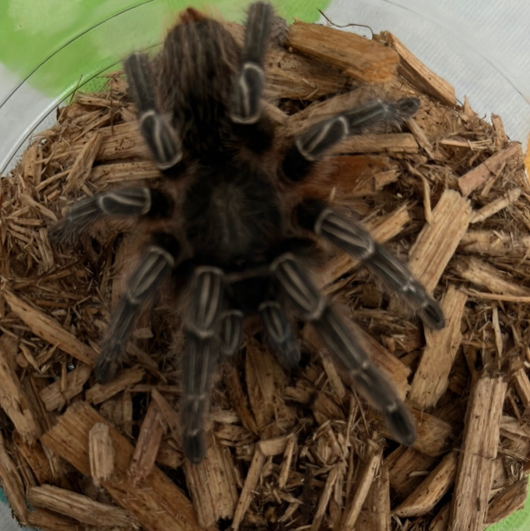 Aphonopelma Seemanni (Costa Rican Stripe Knee)