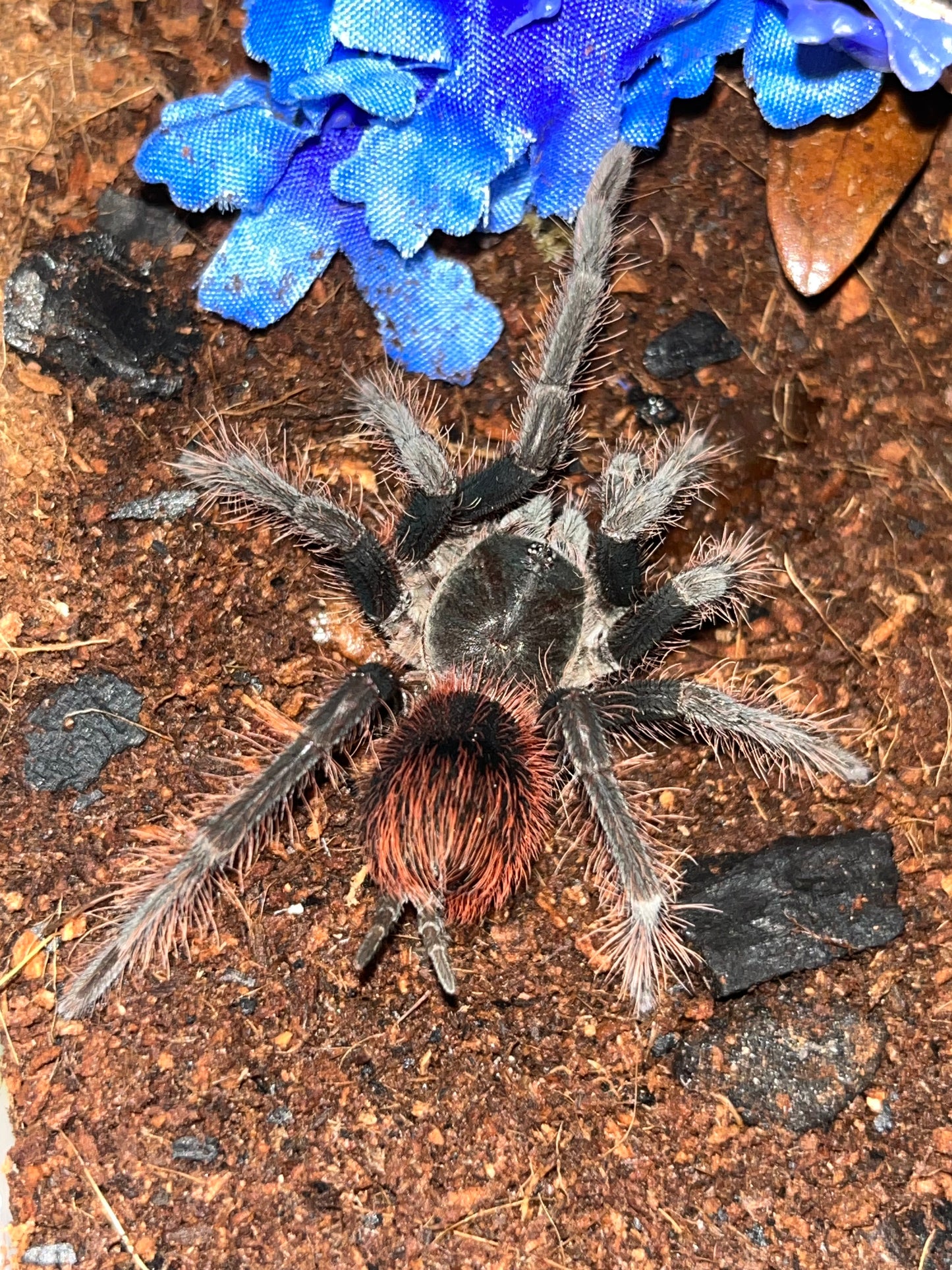 Pamphobeteus Antinous (Bolivian Blue-Leg Birdeater)