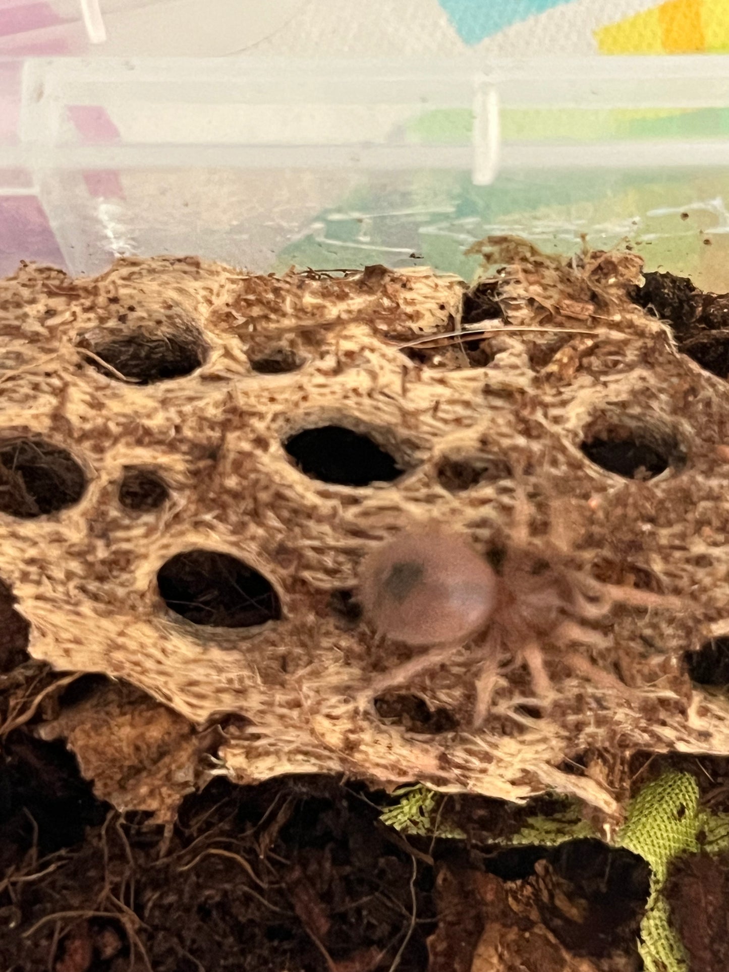 Aphonopelma sp. ‘Coyuca’ (Mexican Red and Gold)
