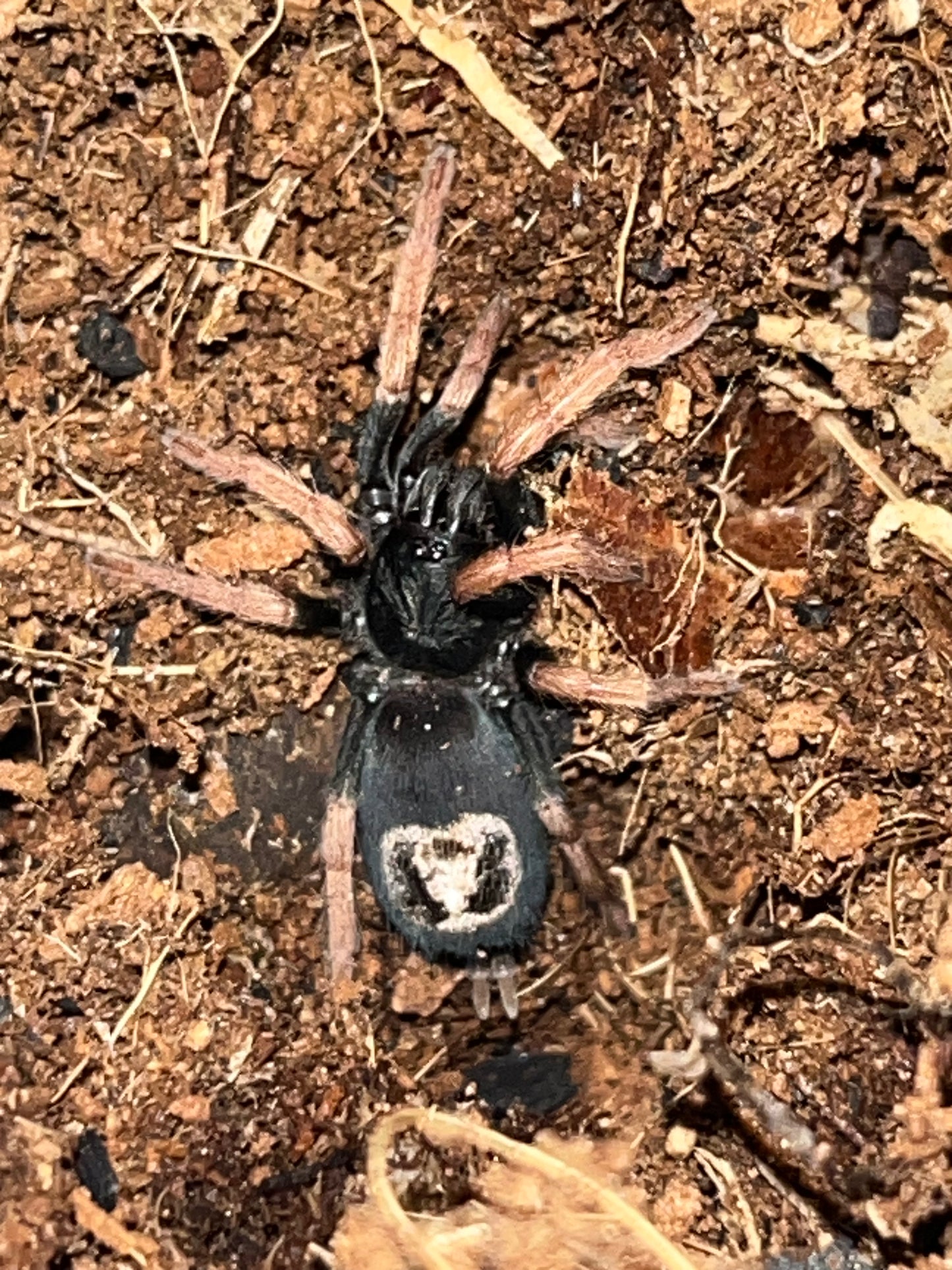 Kochiana Brunnipes (Dwarf Pink Leg)