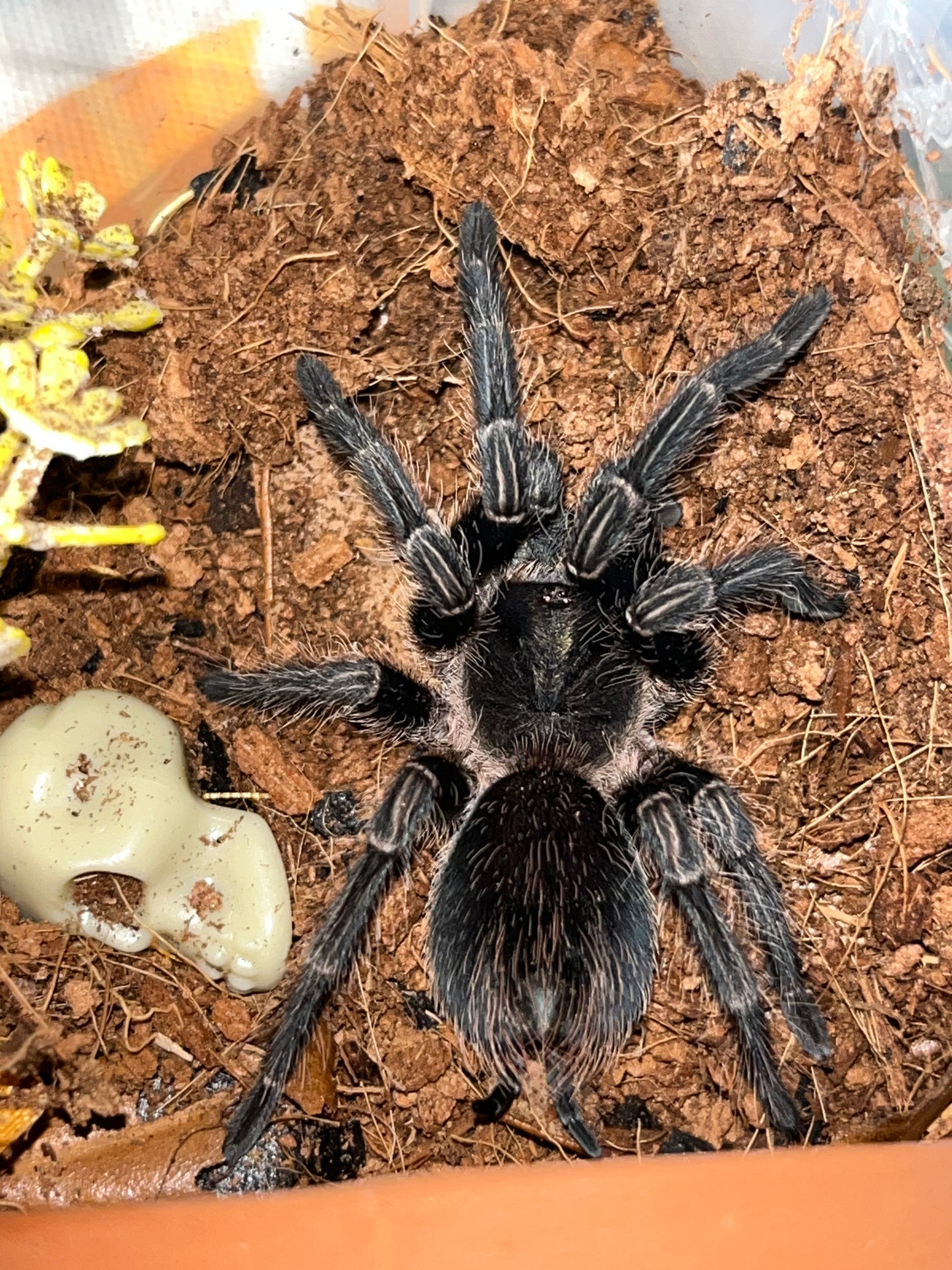 Phormictopus Atrichomatus (Red Island Bird Eater)