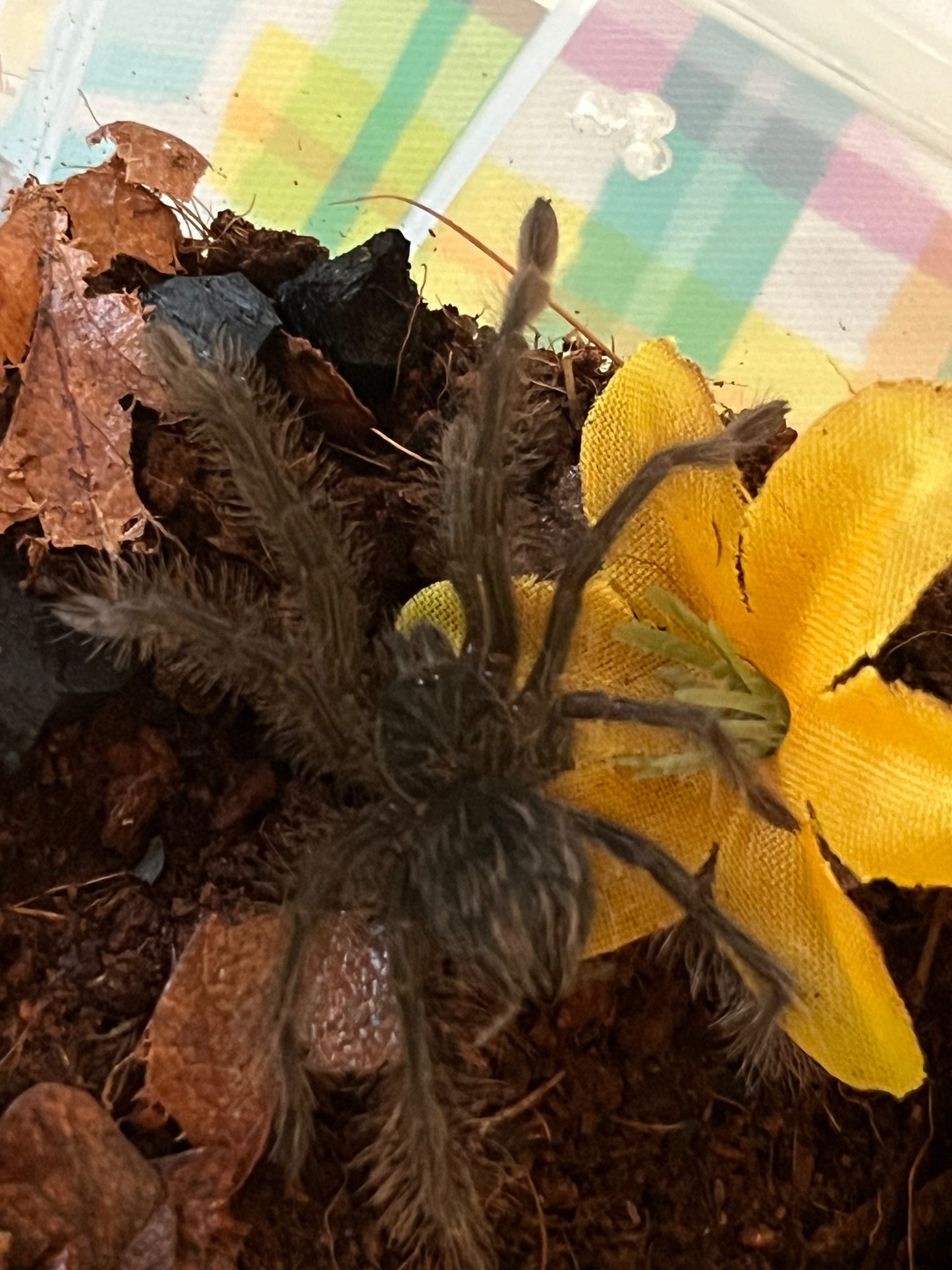Theraphosa Blondi (Goliath Bird-Eater)