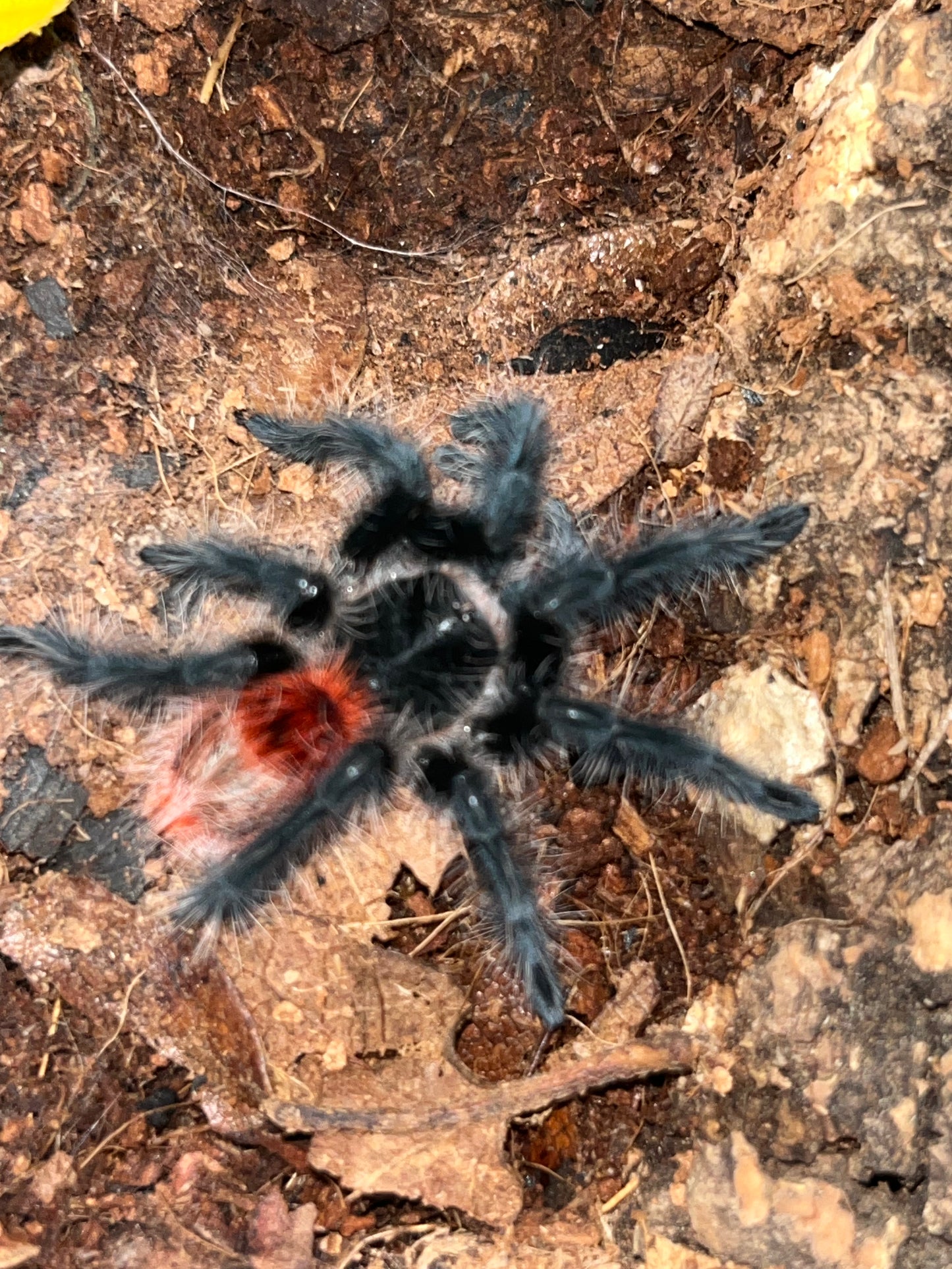 Grammostola Iheringi (Entre Rios)