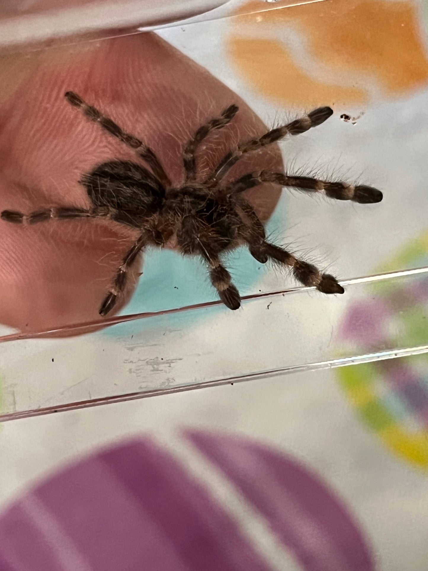 Poecilotheria Regalis (Indian Ornamental)